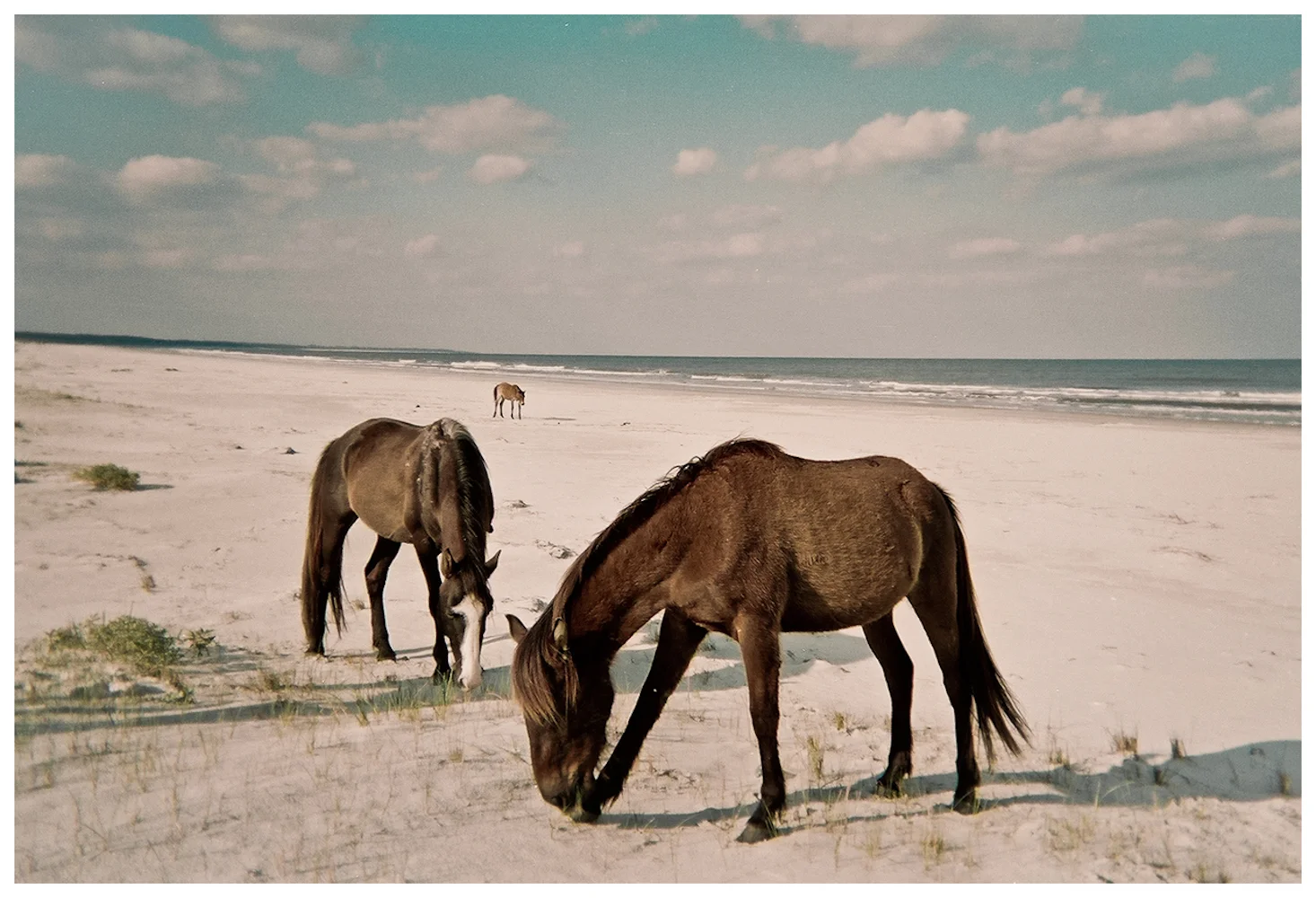 cumberland island.jpg