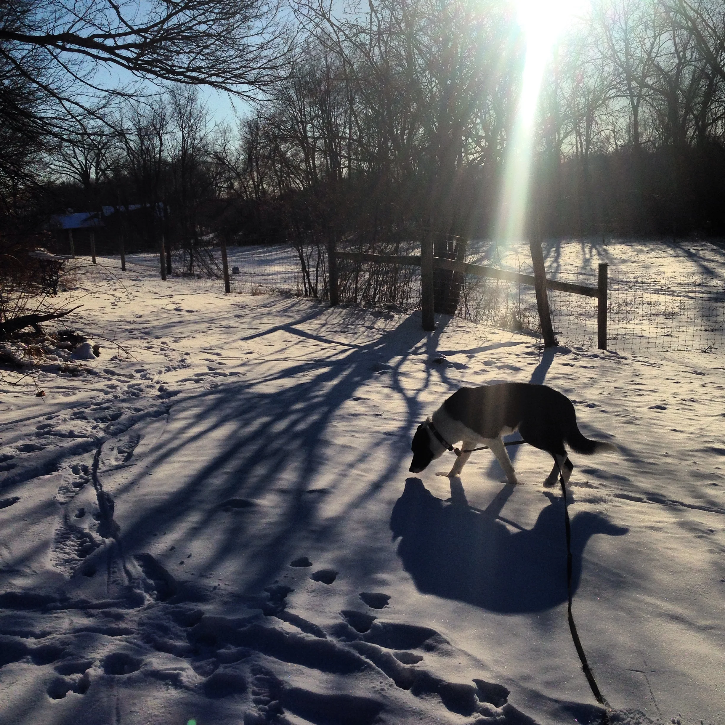 Hangs with Kip in the country. 