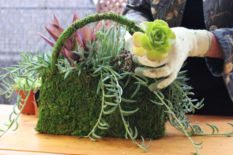 Plant large saucer at outward angle, near middle.