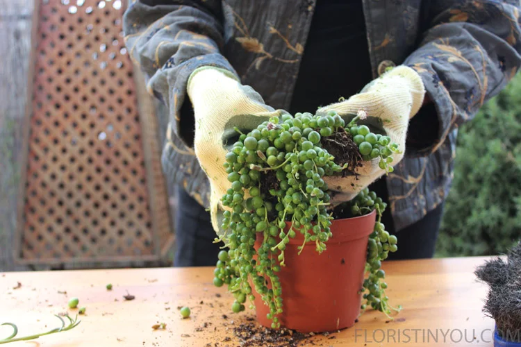 Divide pearls.1 large, 2 med, 1 small.  Loosen roots.