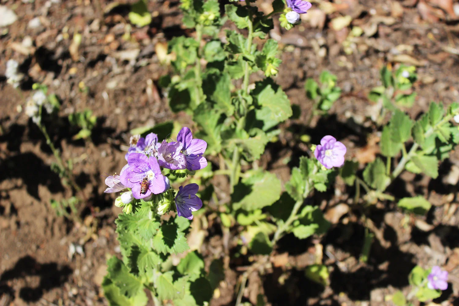 Wishbone Bush on The Grotto Trail Photo credit: Elizabeth Pruett