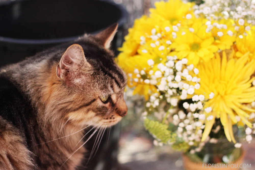 "Thwarted again.  She put the flowers next to these nasty limes," rues Dobie.