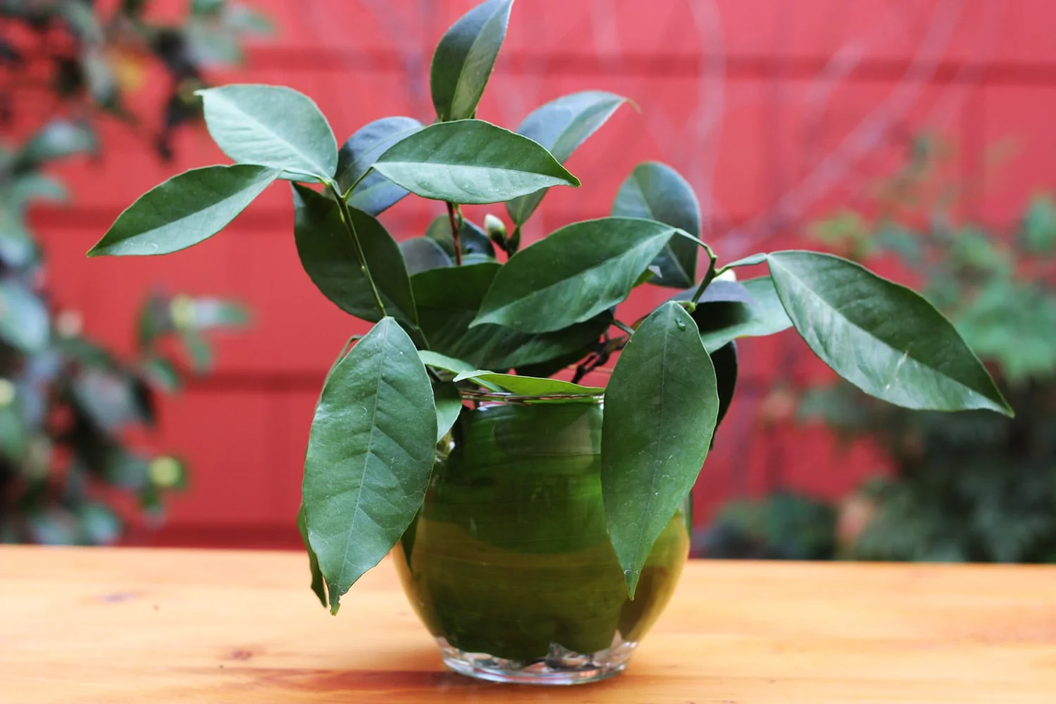 Put Lemon leaf on each side.