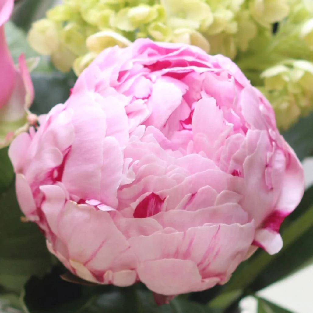Peonies are always amazing.