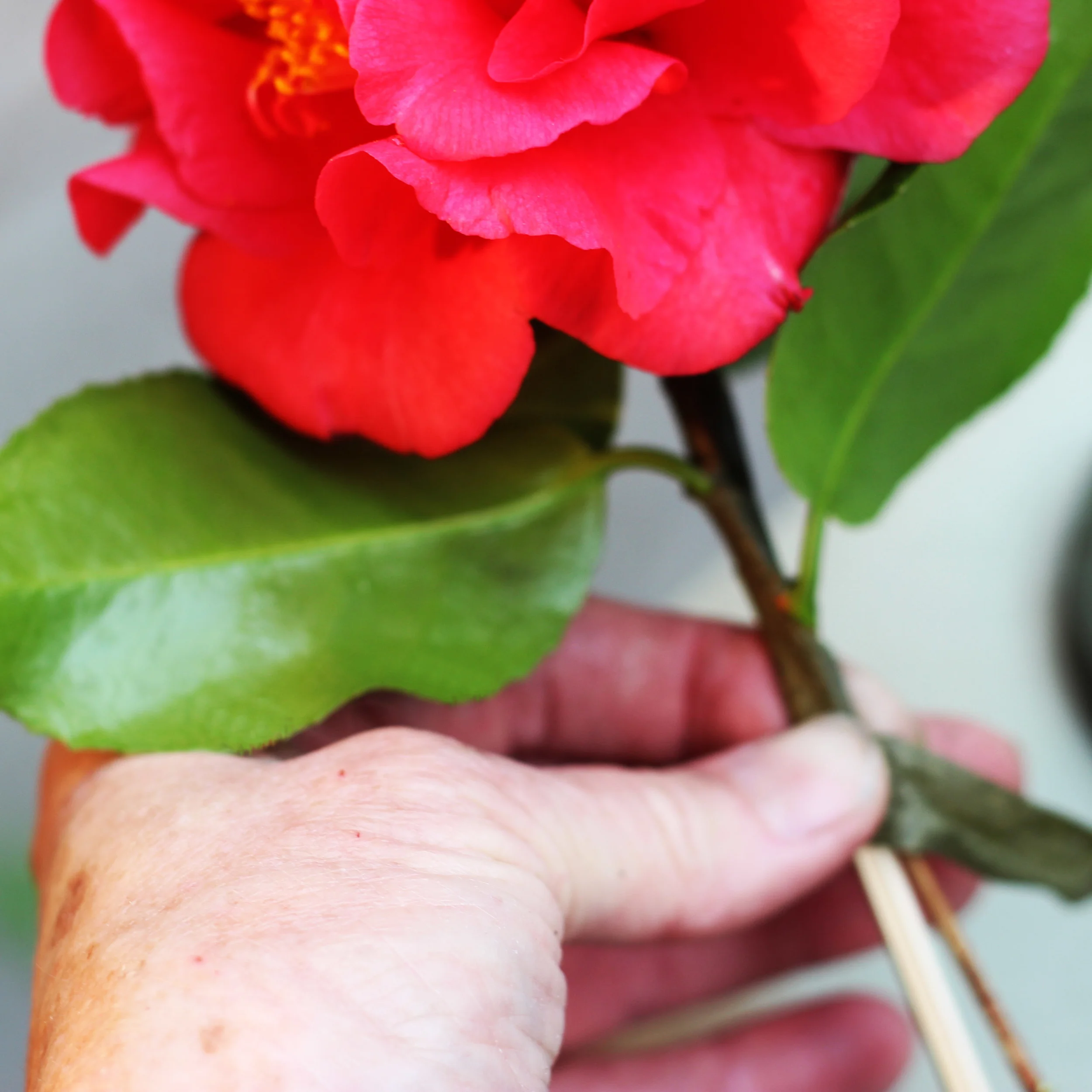 Camellia branches are thin & won't support the flower. Cut them as long as possible.