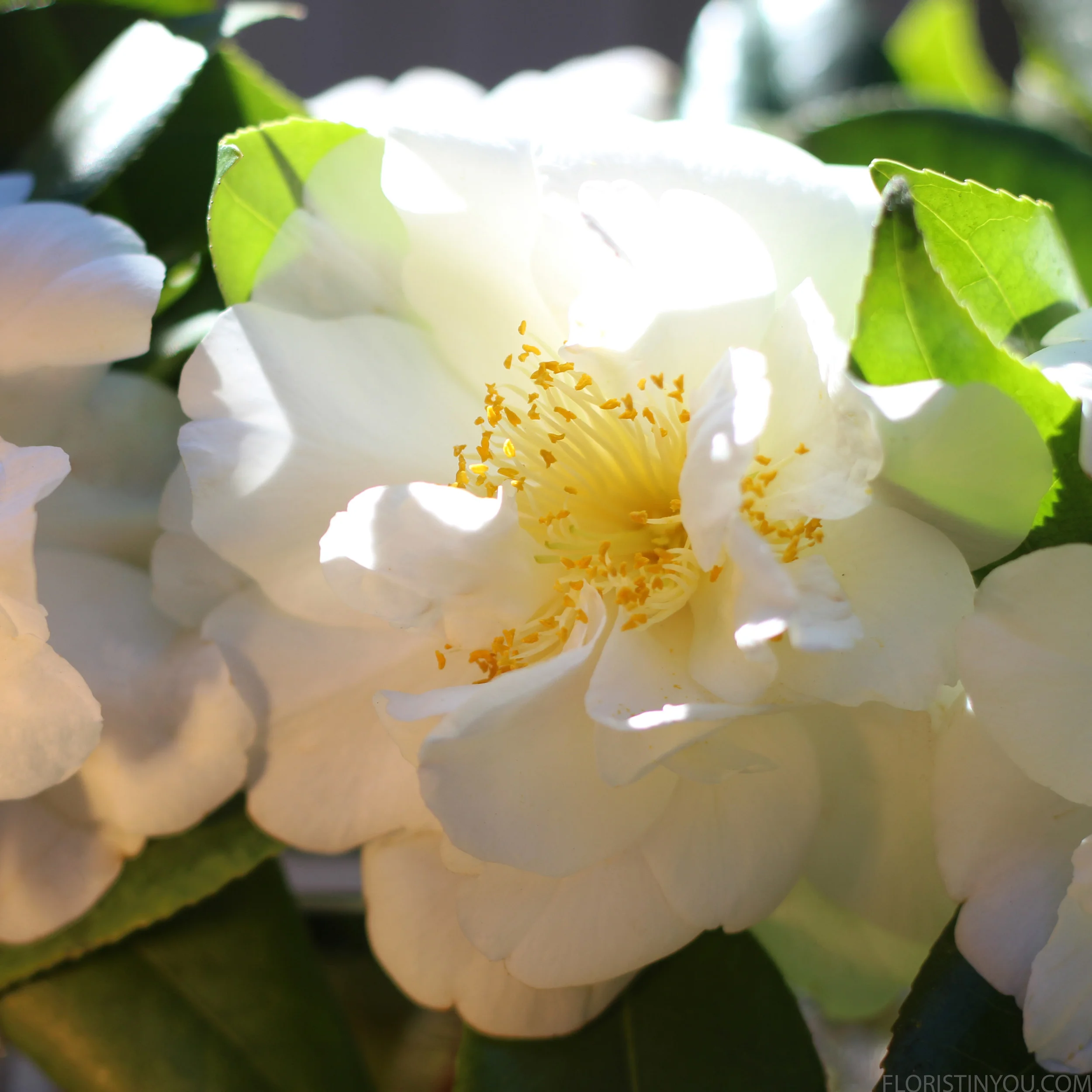 These Japanese beauties are incredible.  Enjoy!