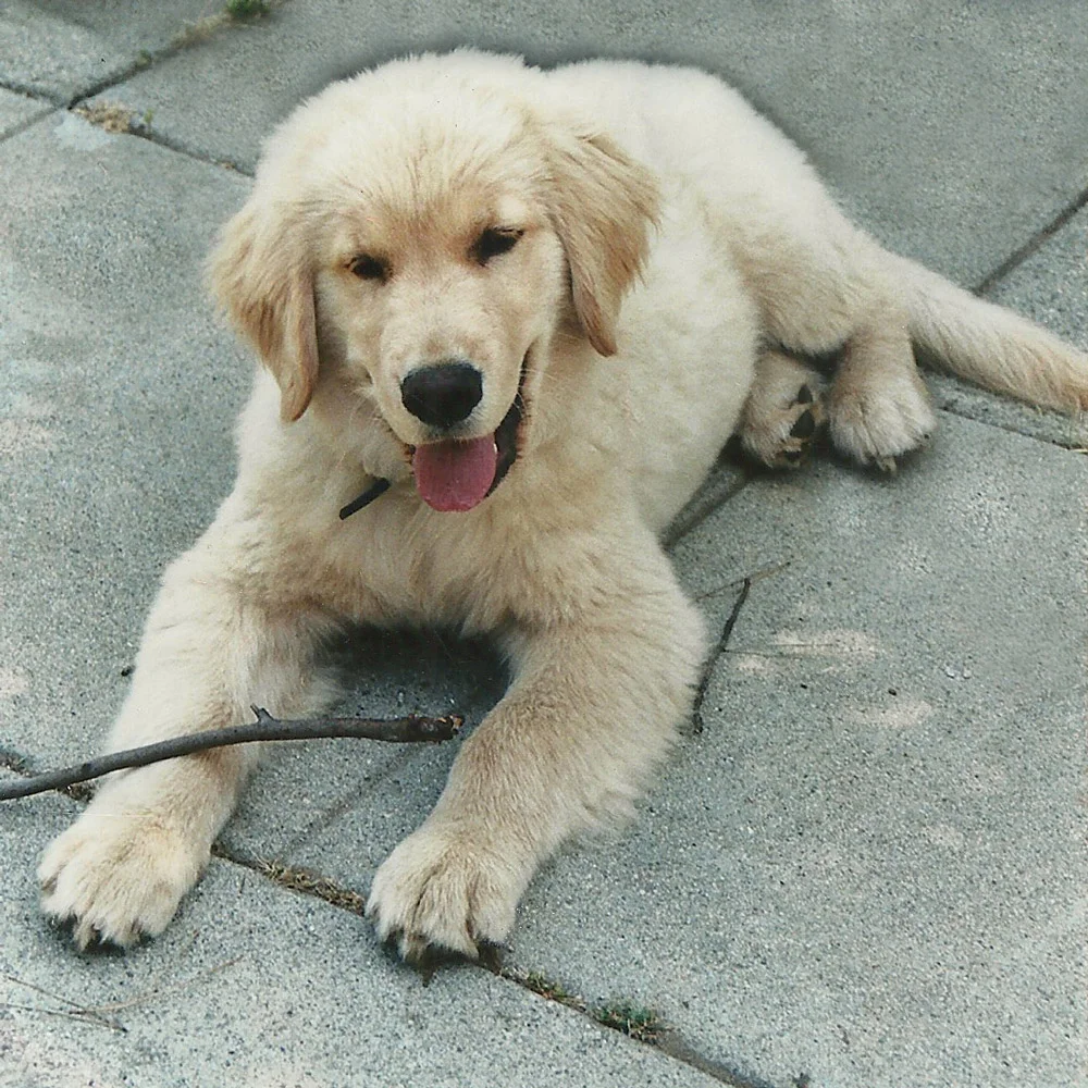 When he was a puppy, the breeder called him "Trouble" but he was never any trouble to us.  He was our Buddy.