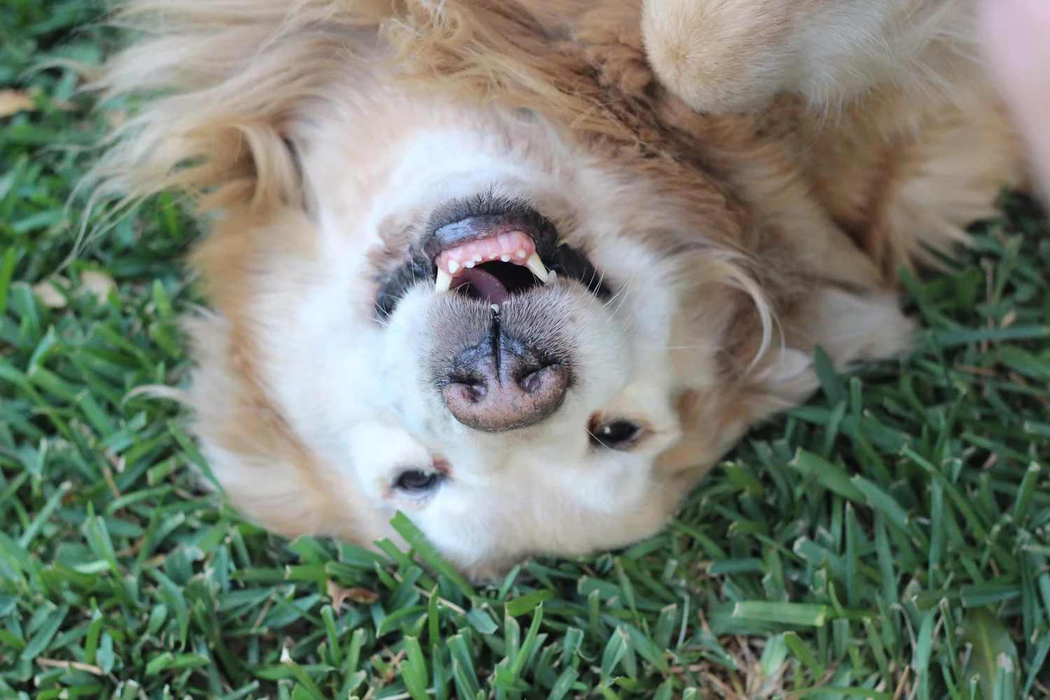 "I like flowers, but grass is good too.  Oh yeah!" says Buddy as he scratches his back.