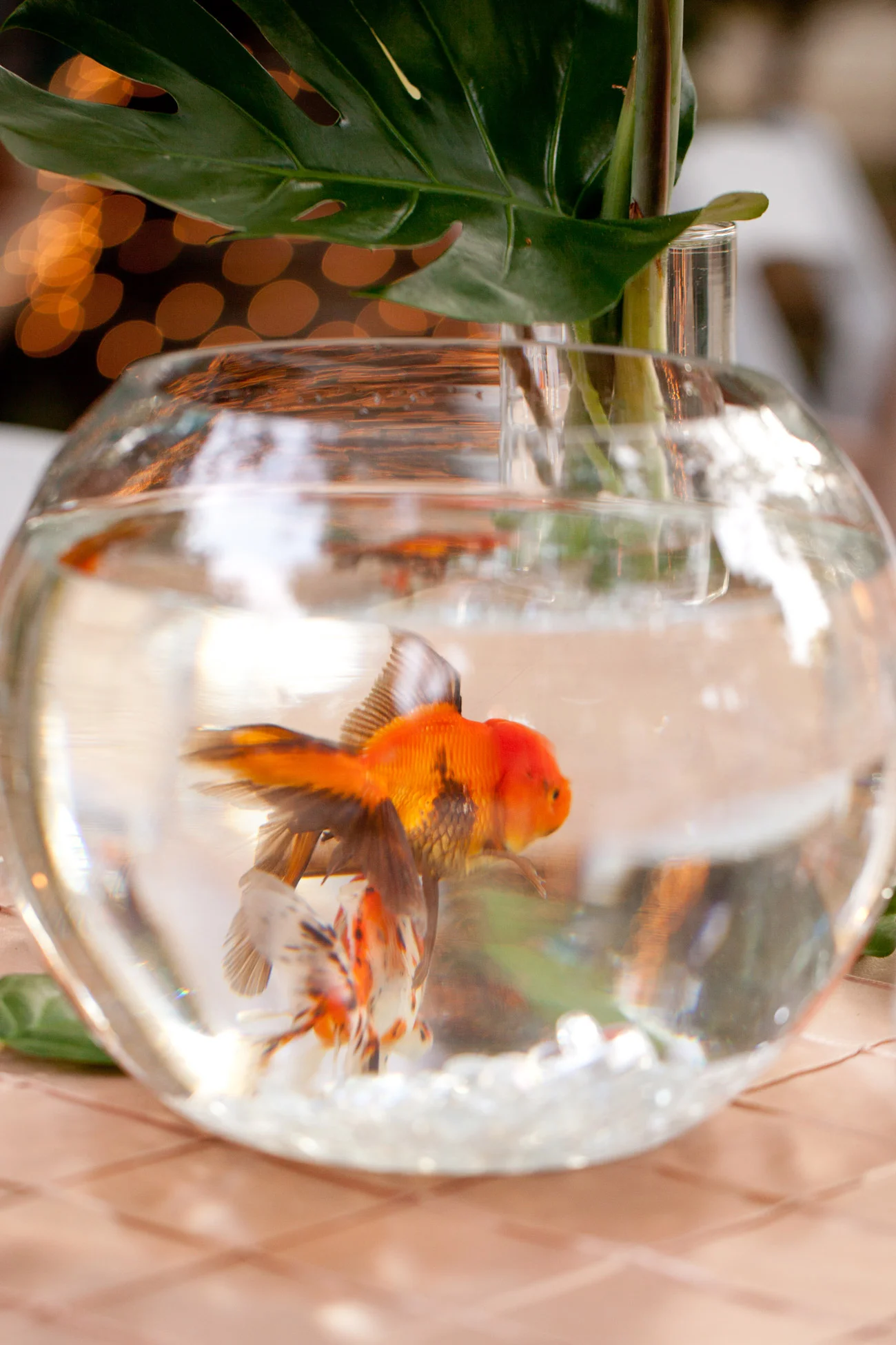 goldfish_7822.jpg