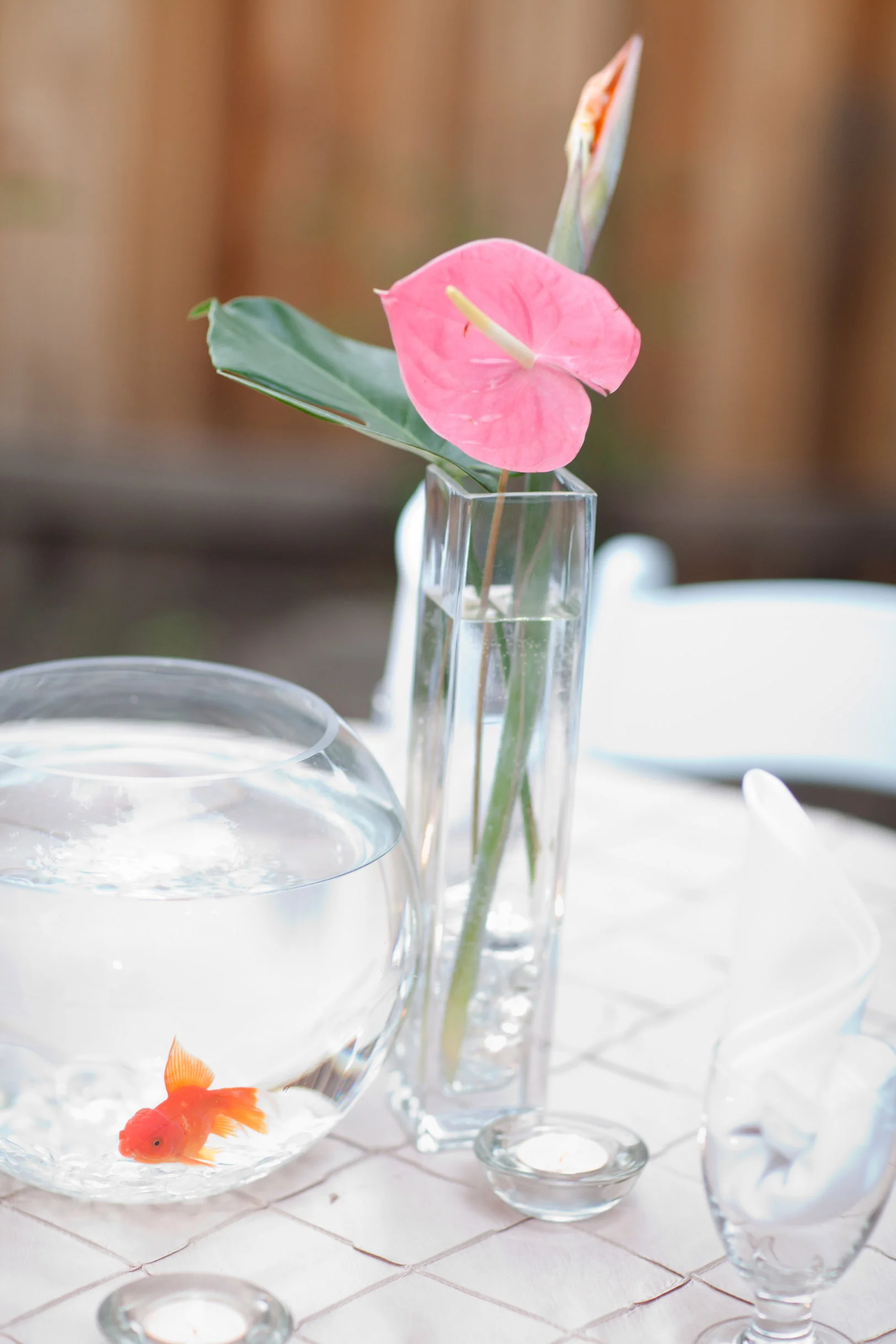 goldfish_7956.jpg