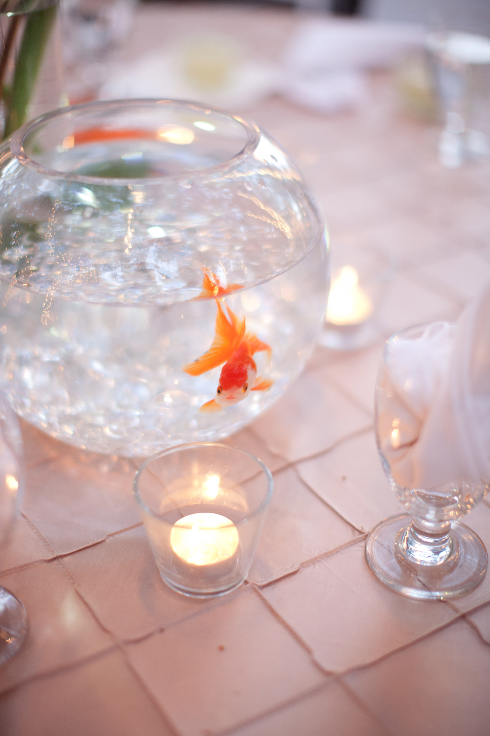 goldfish_8003.jpg