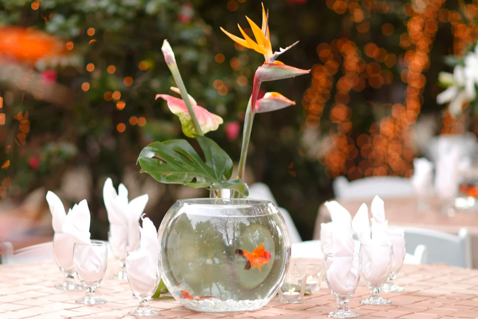 goldfish_7219_CR.jpg