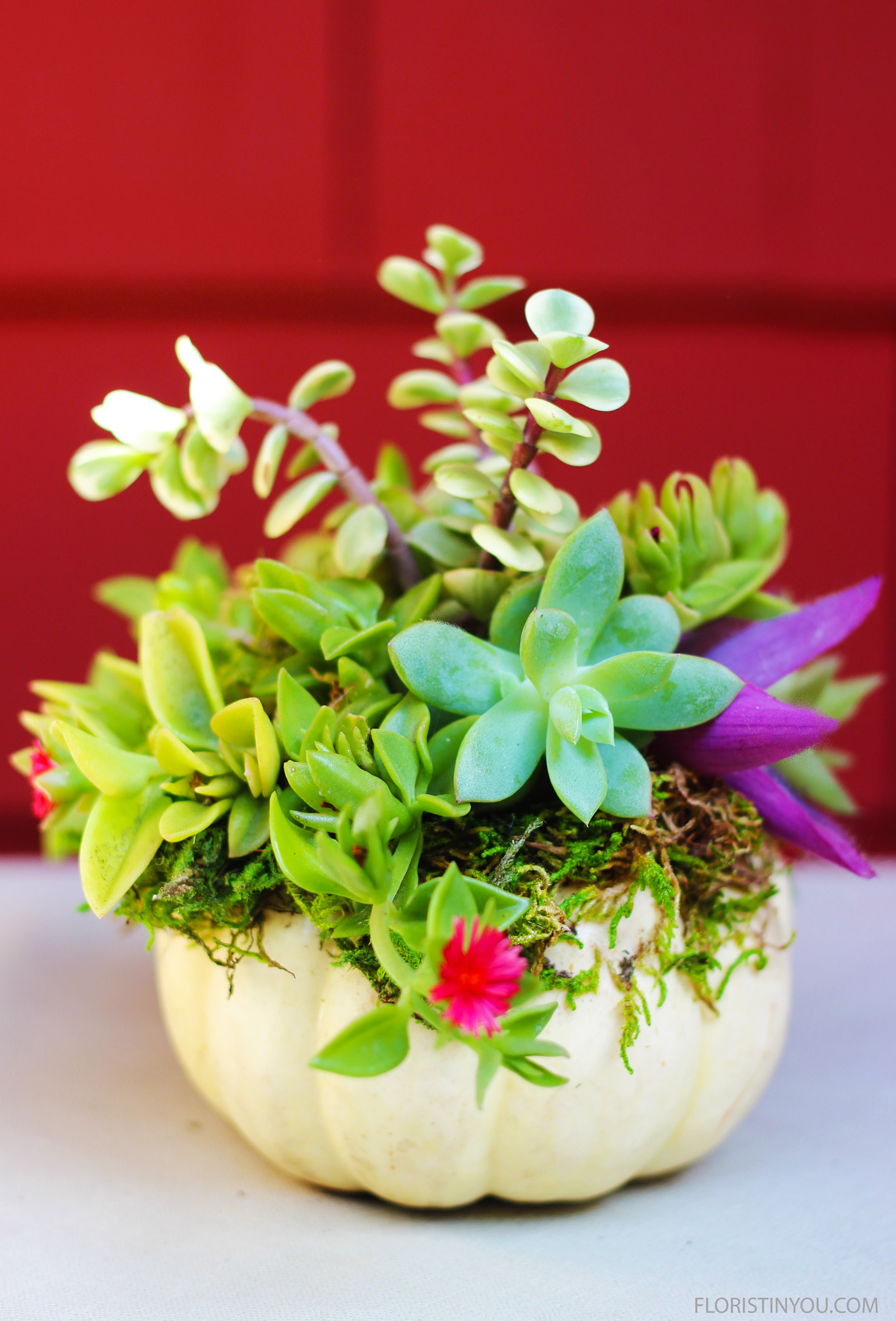 Mini Succulent Topped Pumpkins