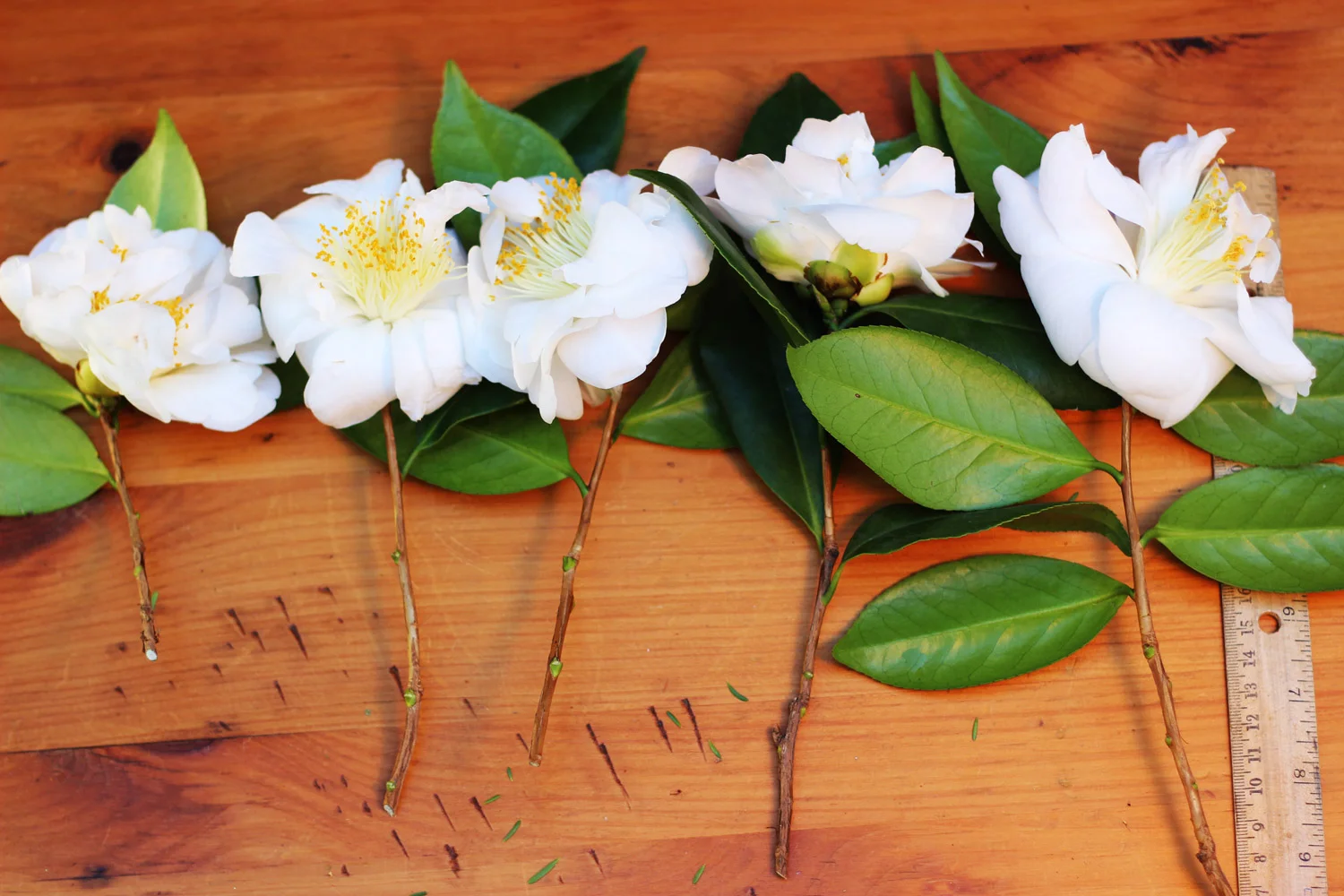 Cut 5 - 6 camellias.  Cut stems as long as possible, from 6.5 - 11 inches.