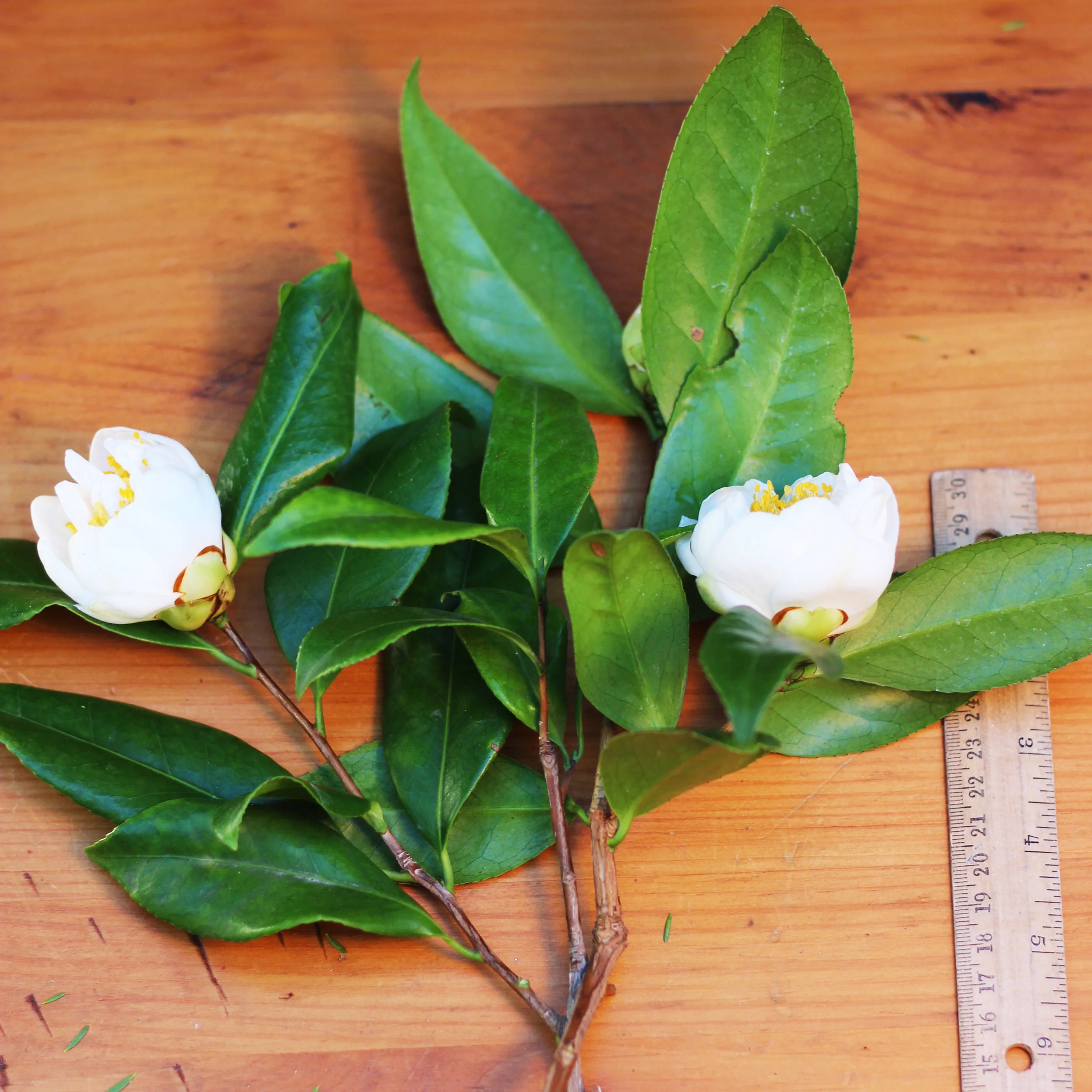 Cut 2 buds that are starting to open and their foliage.  These are 9 inches long.