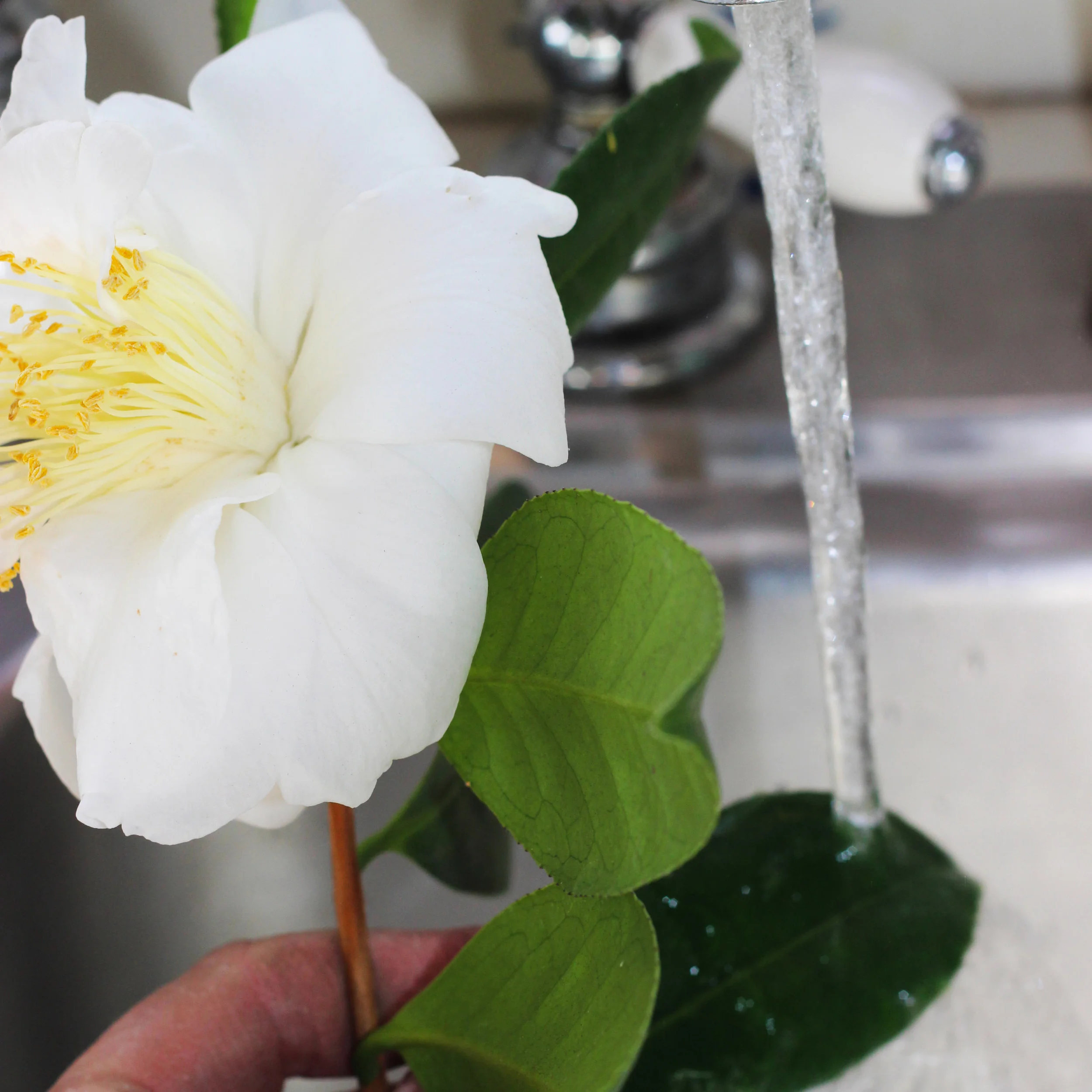 If cut from a garden, wash camellia leaves being careful not to get flower wet.