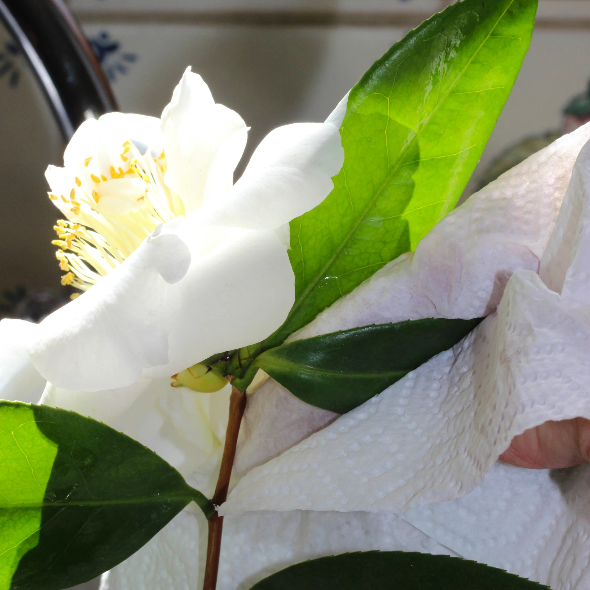 Dry the leaves with a paper towel.