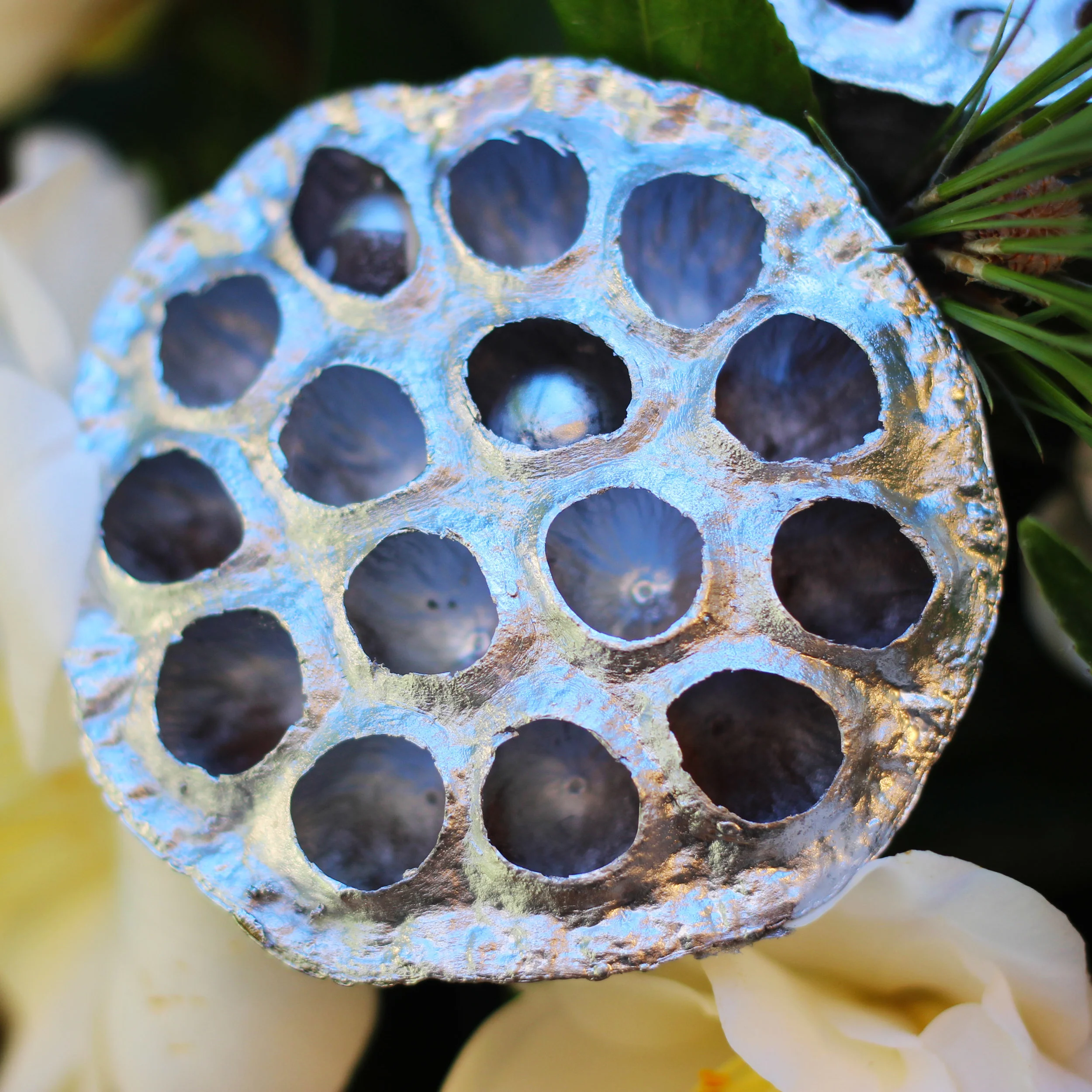 Wow, the Lotus pods are so cool.