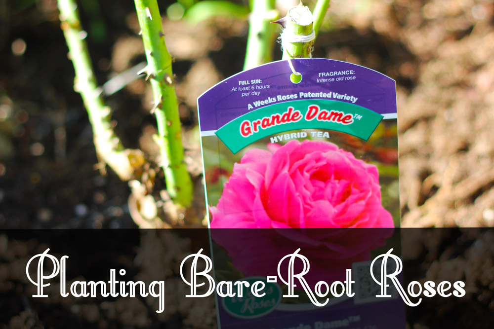 Planting Bare-Root Roses