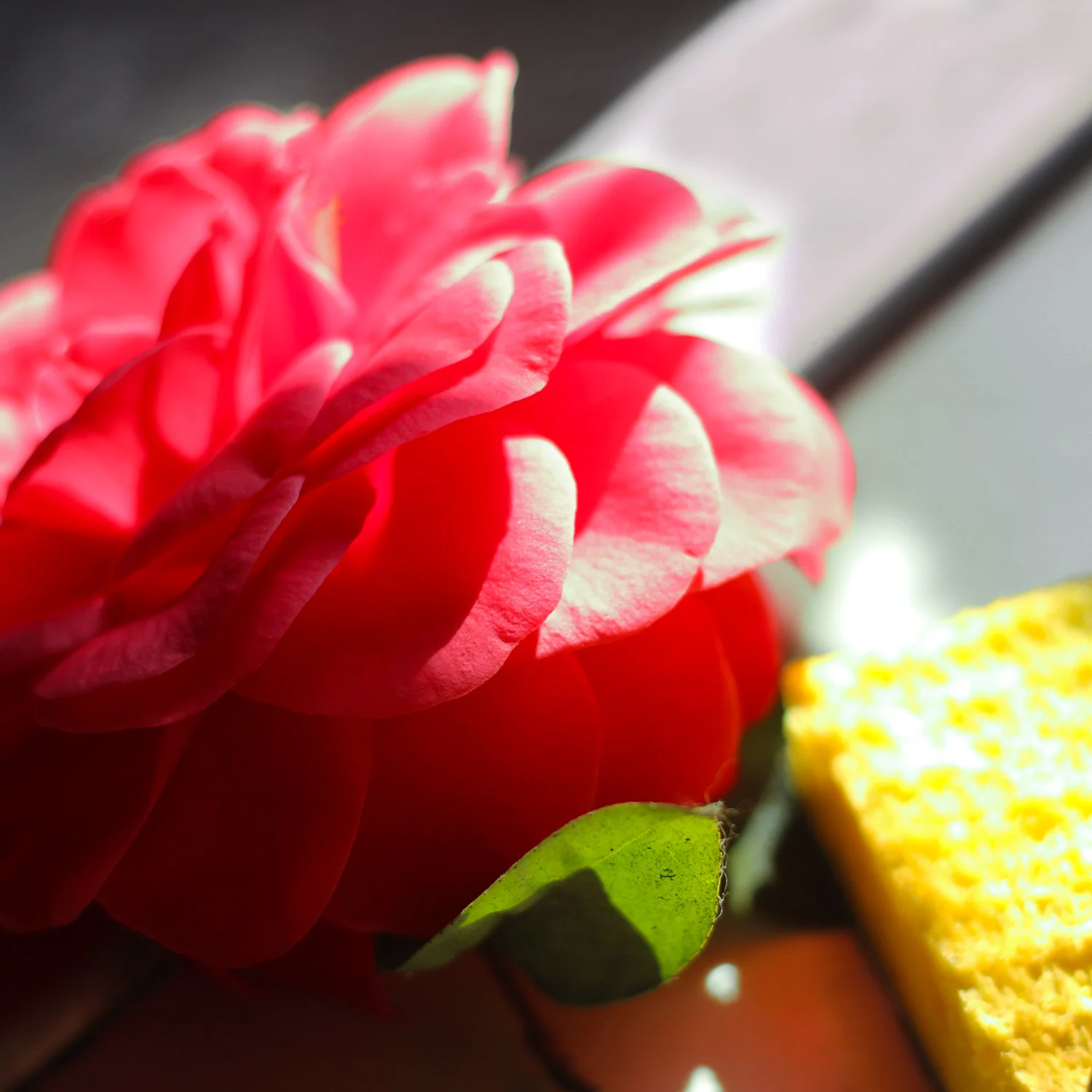  Wash leaves with sponge and tiny bit of liquid dish soap.  Then dry it with a paper towel.