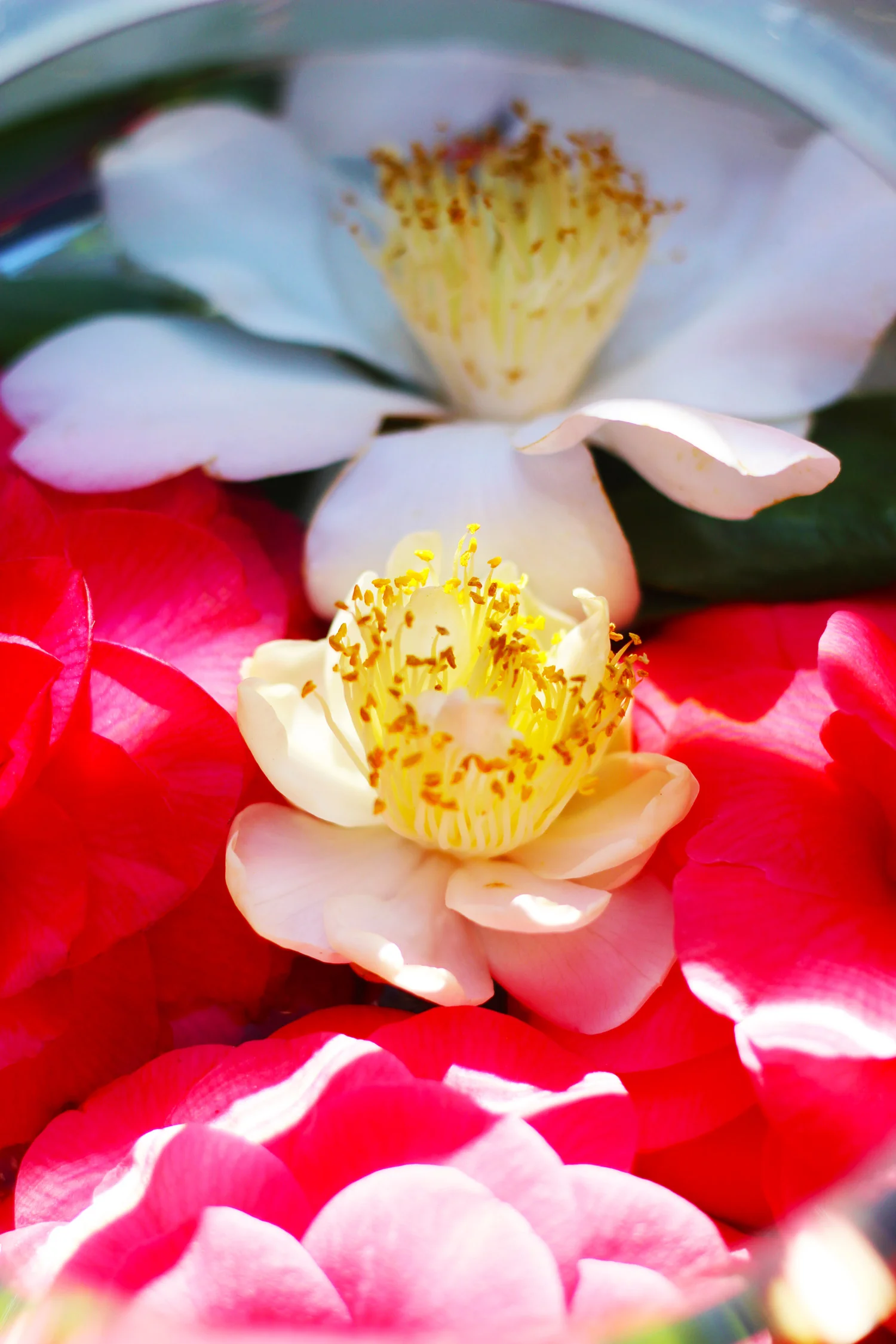 Camellias can be stunning.  Look at this golden fringe.