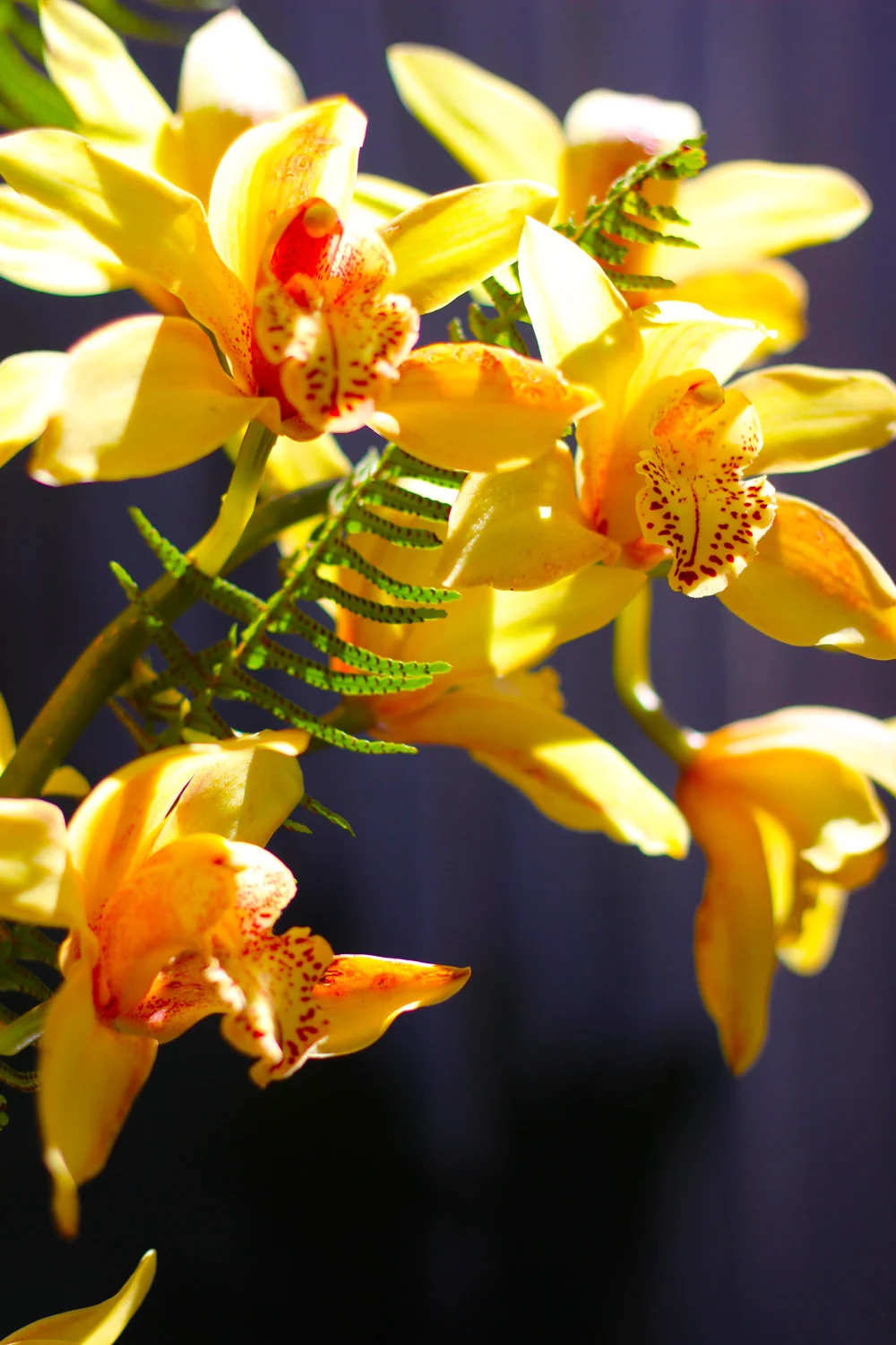 The orchids have orange red dots on them.