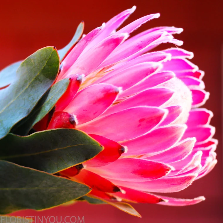 Pink Protea.