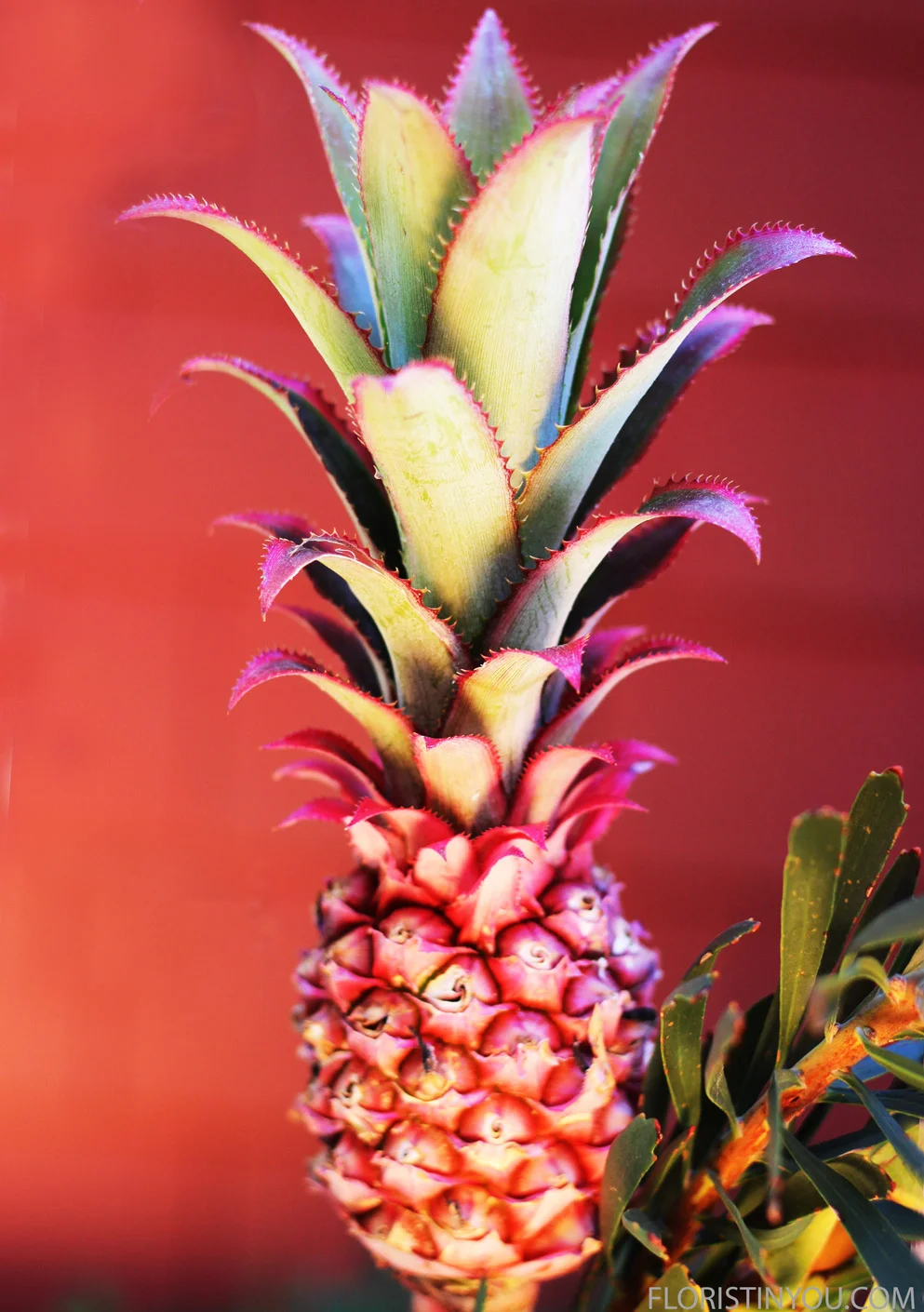 This is the Decorative Pink Pineapple.  Fun.