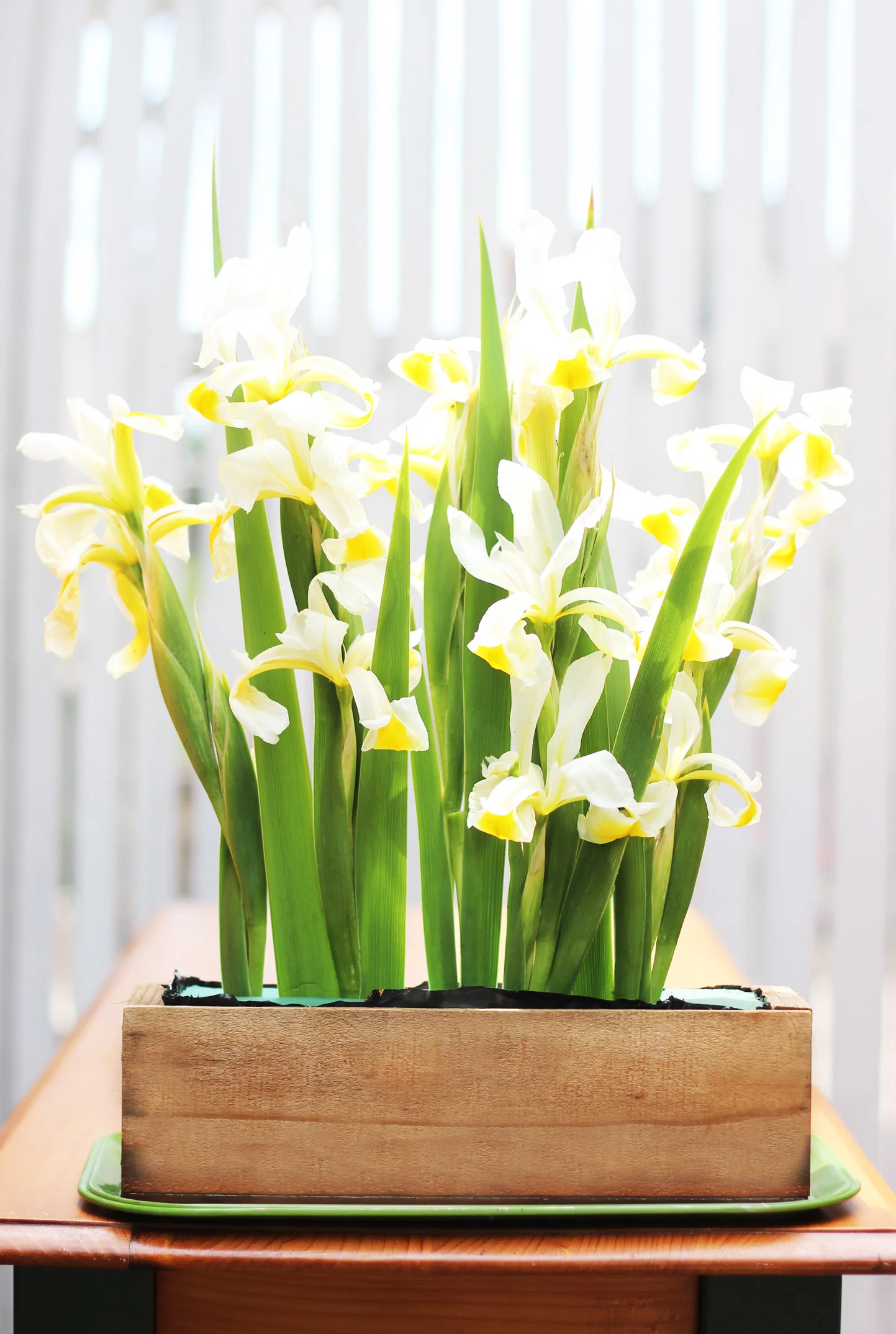 Insert iris into center of foam, 3 facing the front, 2 facing the back.