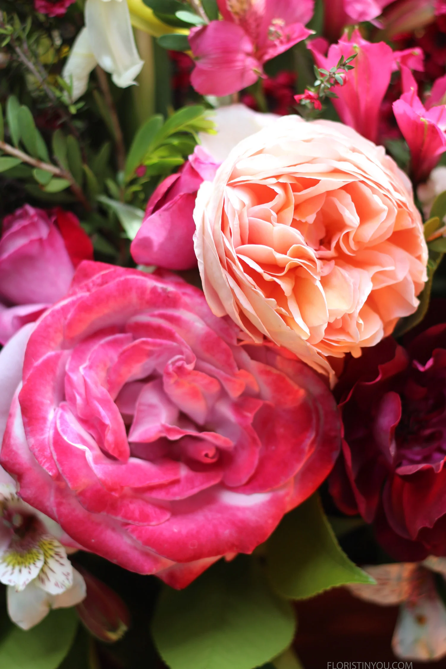 Wow these garden roses are show stoppers.