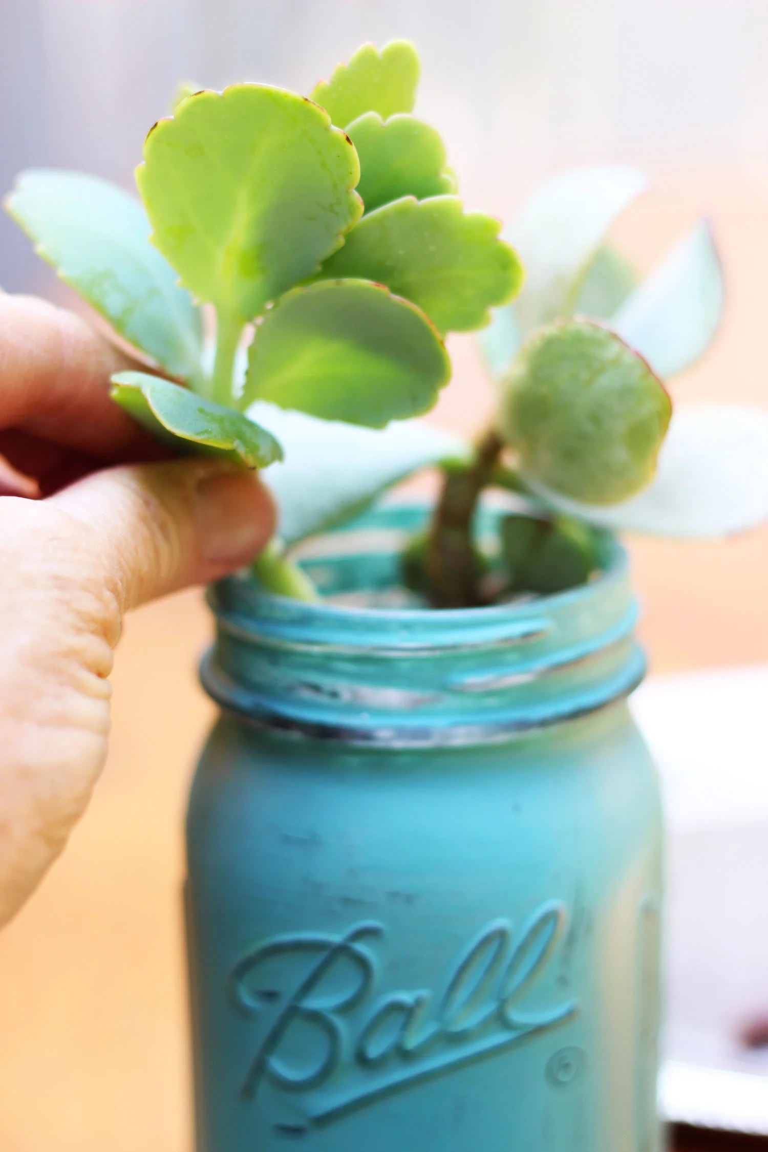 Push your second succulent down on left with it hanging over the side.