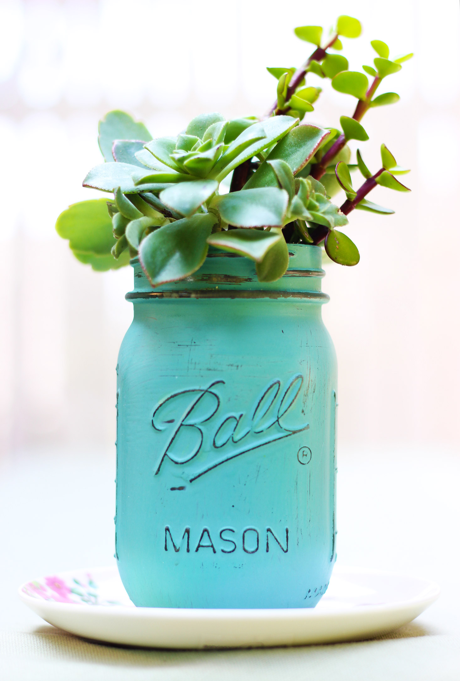 Succulents in a Chalk Painted Mason Jar