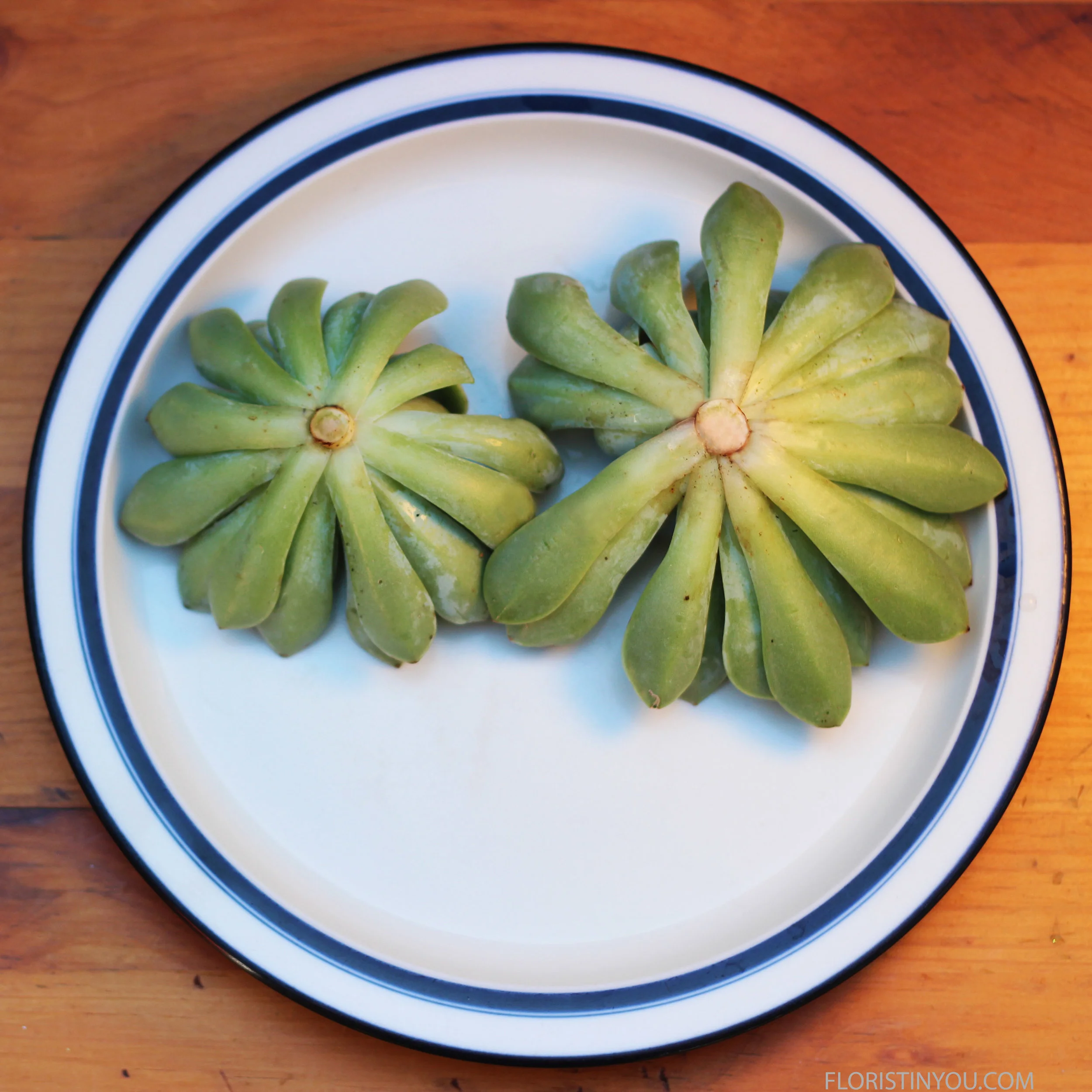 Trim root close to succulent.  Repeat process with other succulents.