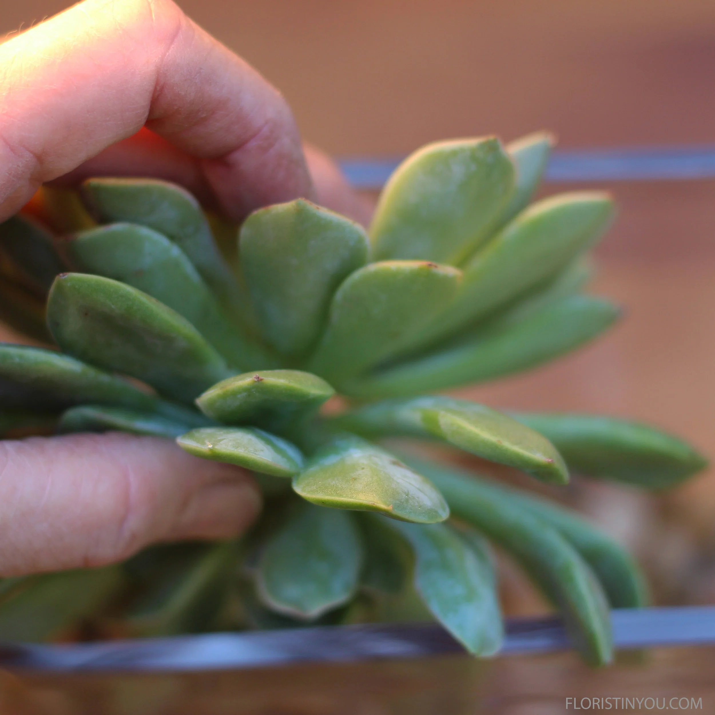 Hold 2 succulents with roots together and gently slide in.  Repeat with other two succulents.