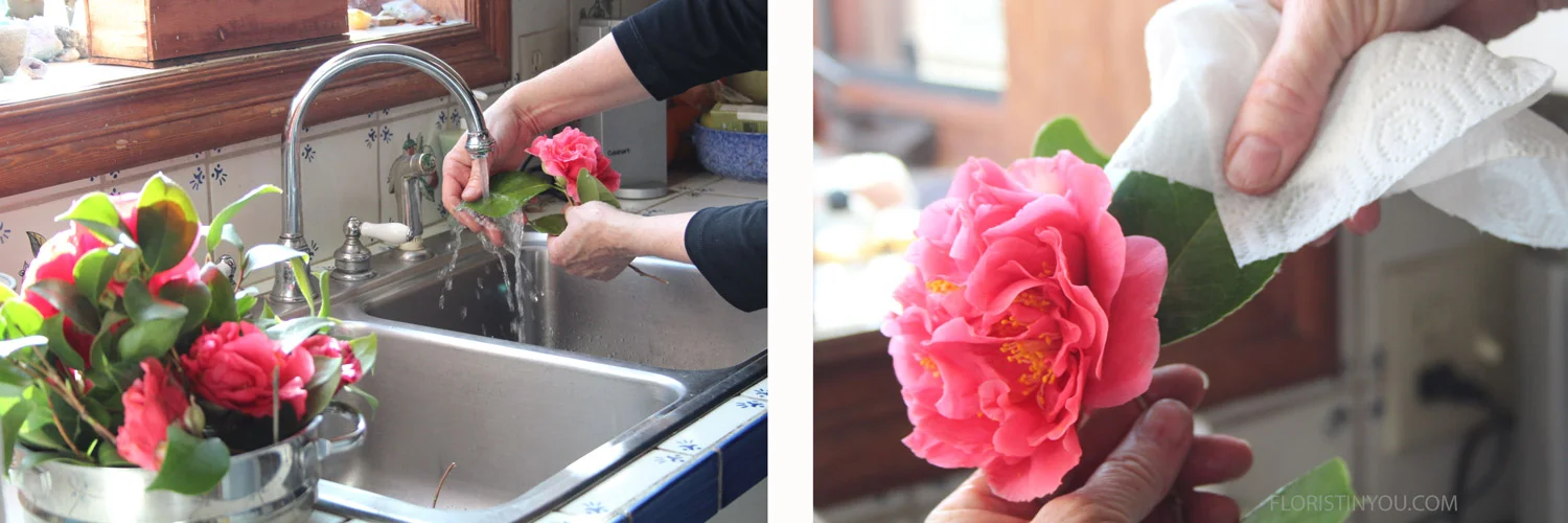 Wash leaves.  Careful.  Don't get the blooms wet.                                                      &…