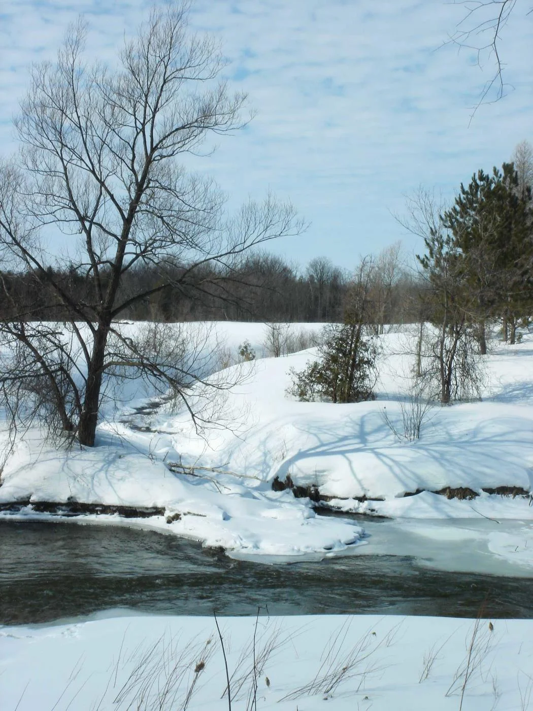 WinterScene2107.jpg