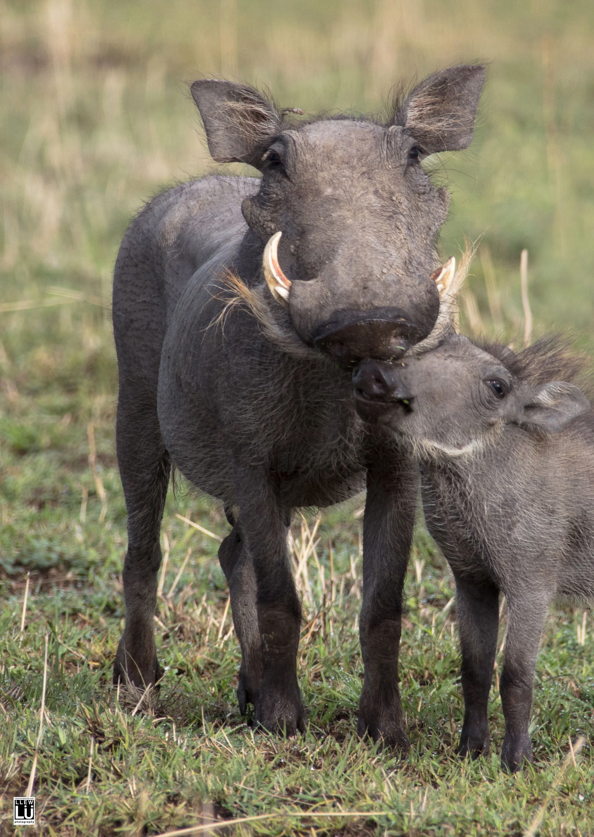 Pumbaa and baby.