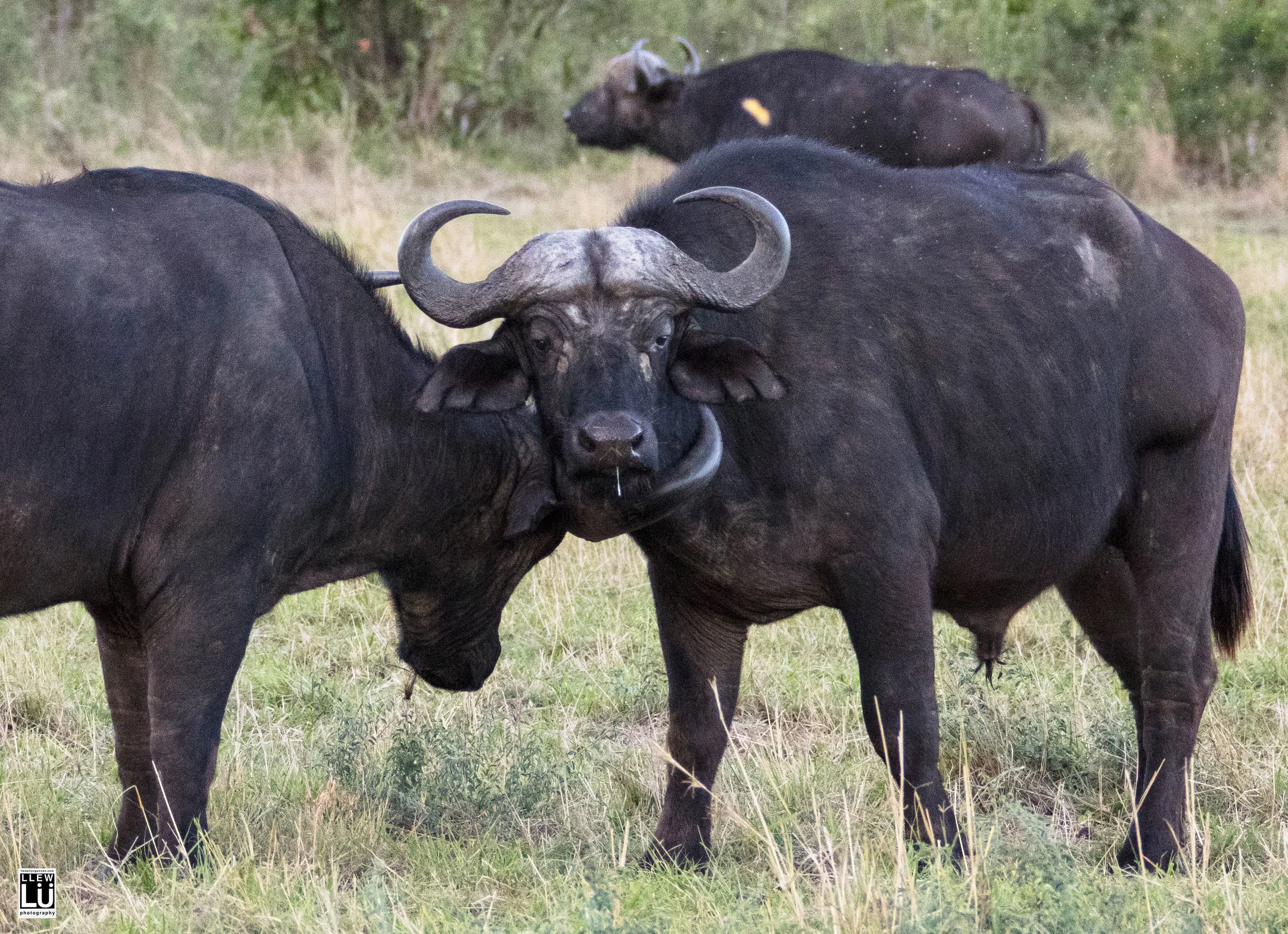 Buffalo hug.