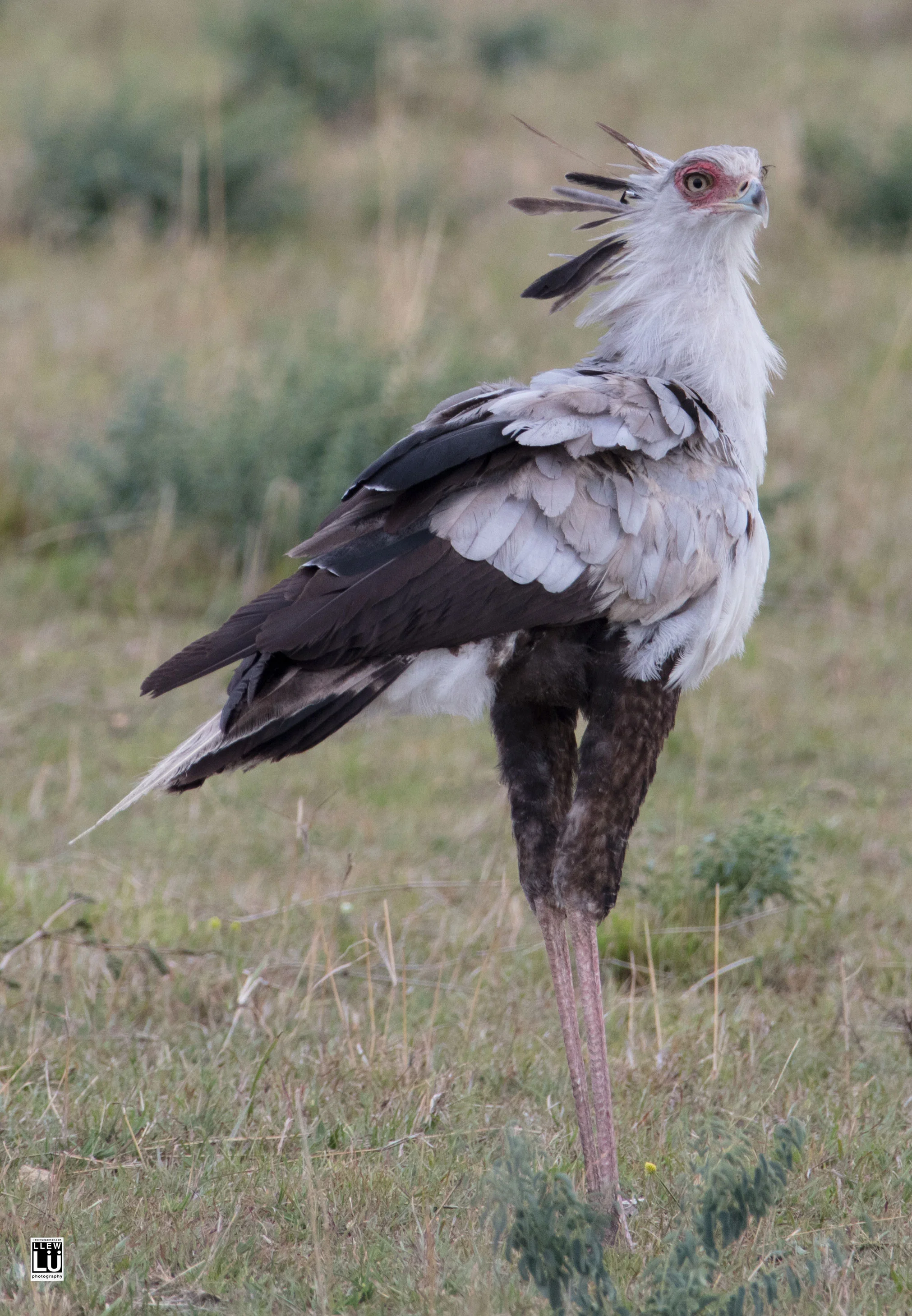 Secretary bird of the Amboseli.