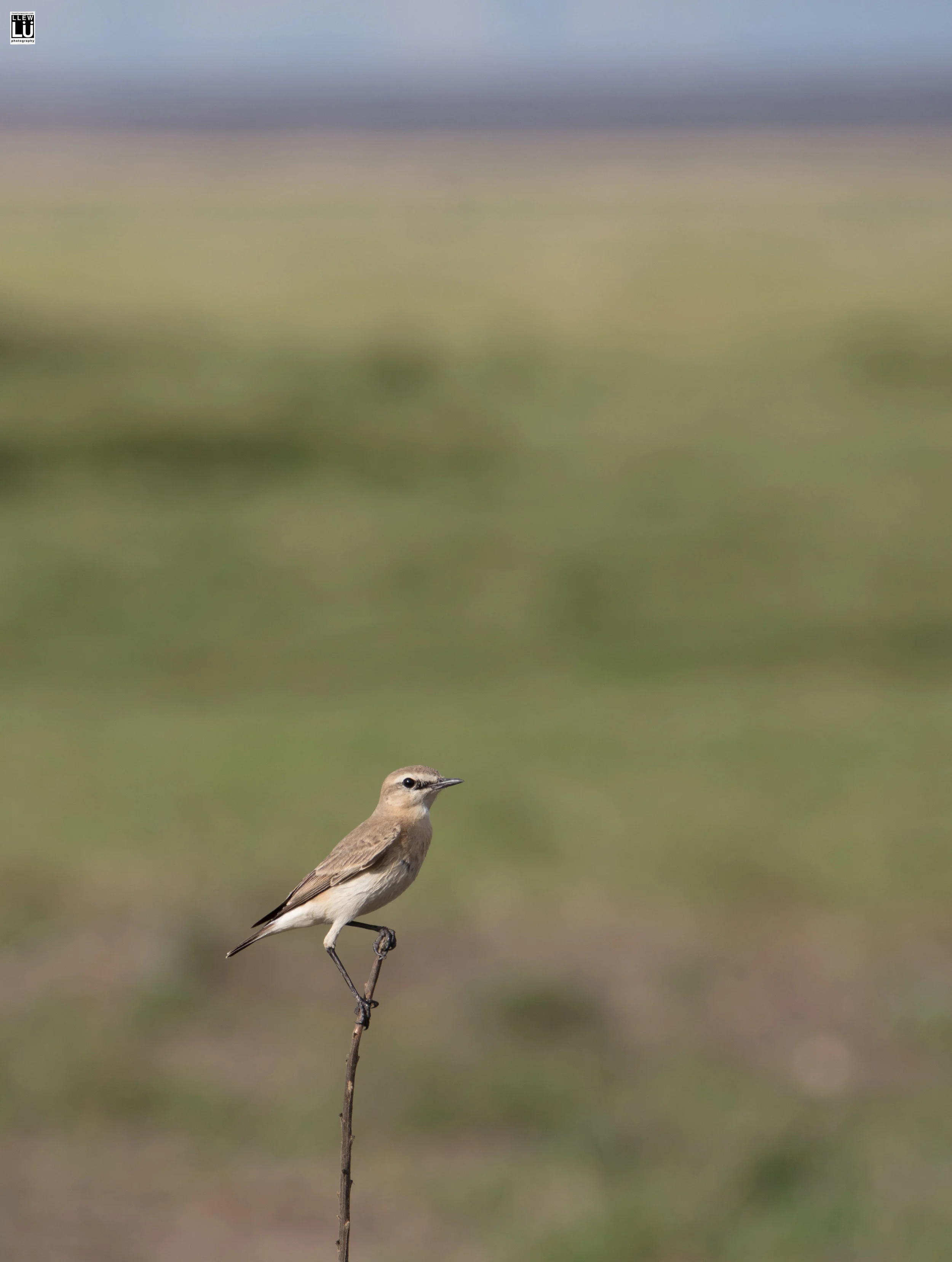 bird2.jpg