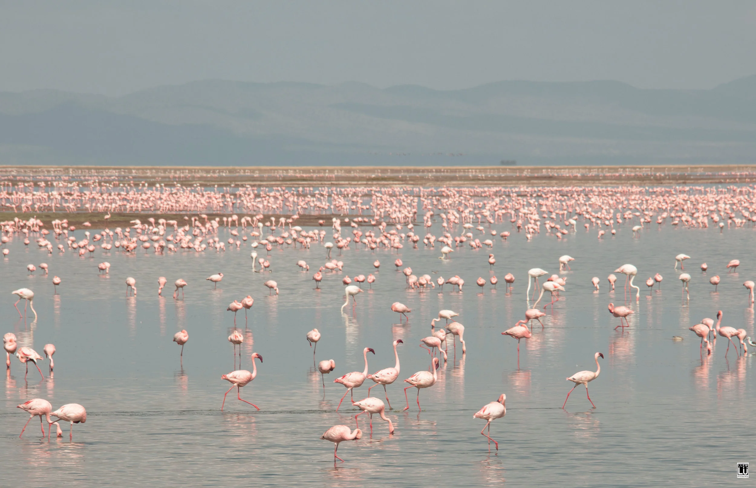 Pink flamingos at the Amboseli National Park.
