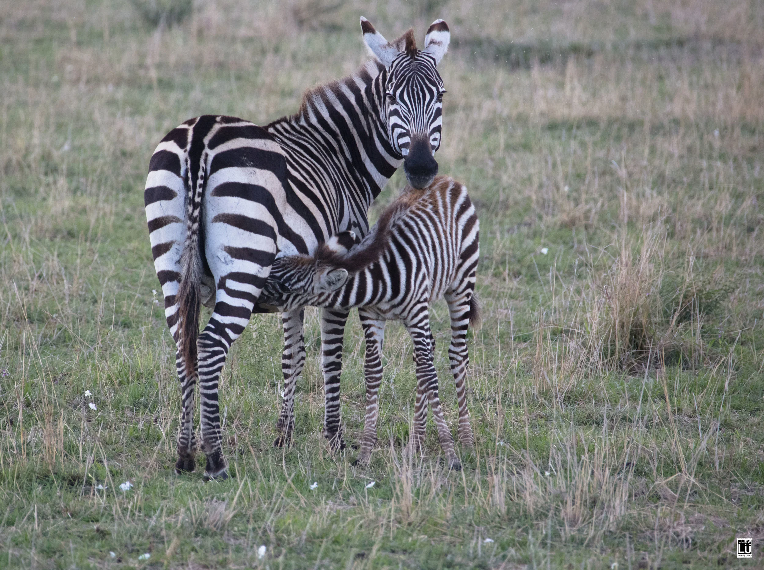 Masai Mara.