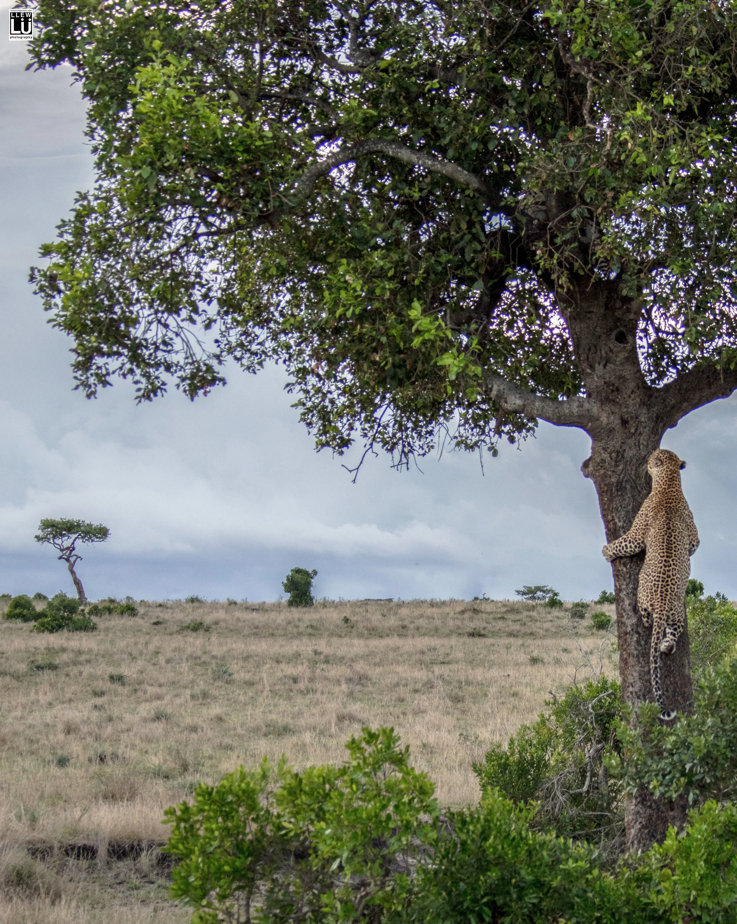 We watched him climb a tree… Up in the tree was a dead baby zebra that he began to eat in front of us.