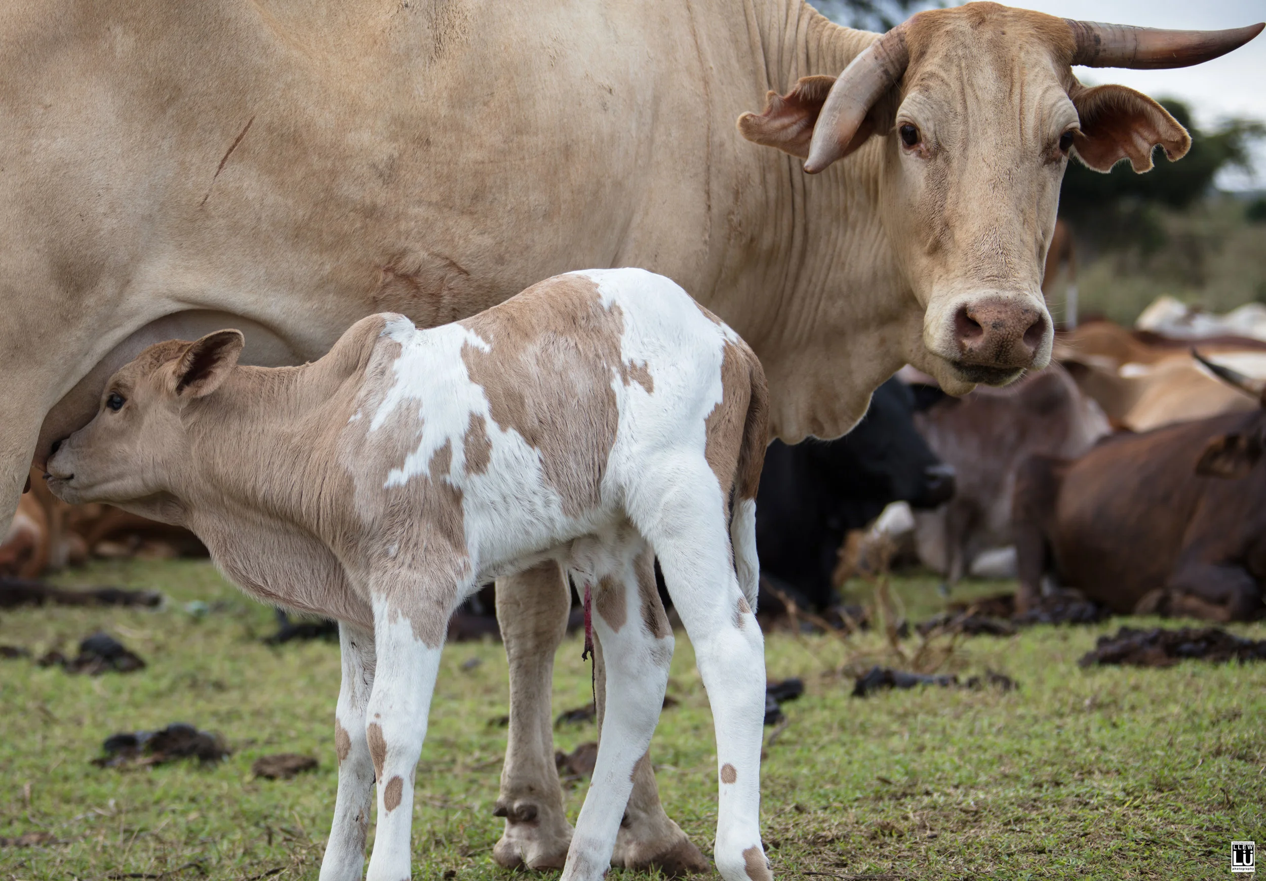 While I was there, this little guy was born!