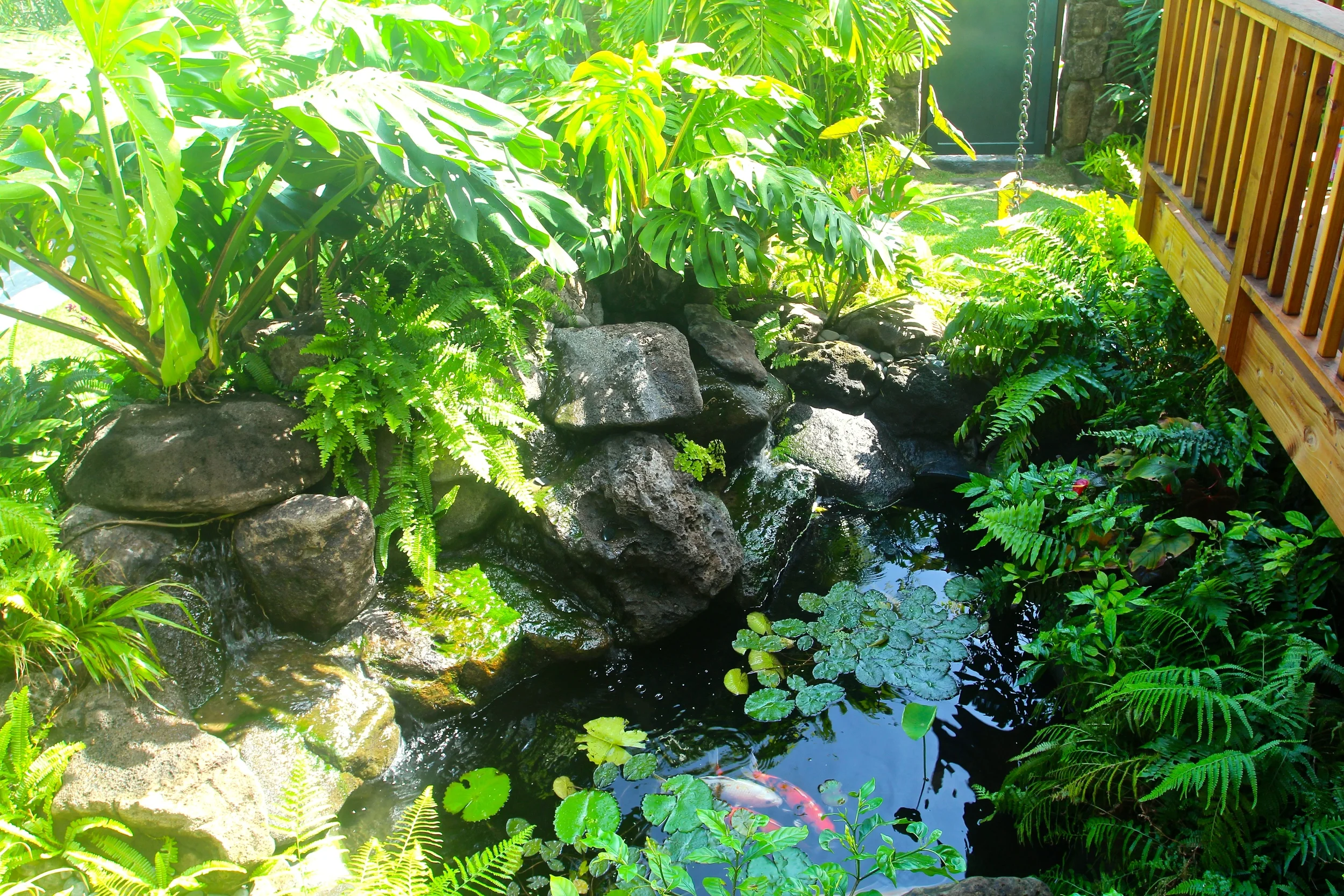 Rock Waterfall with Coy Pond
