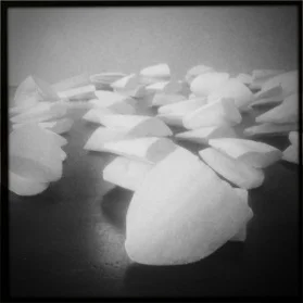 Cuttlefish Bones
