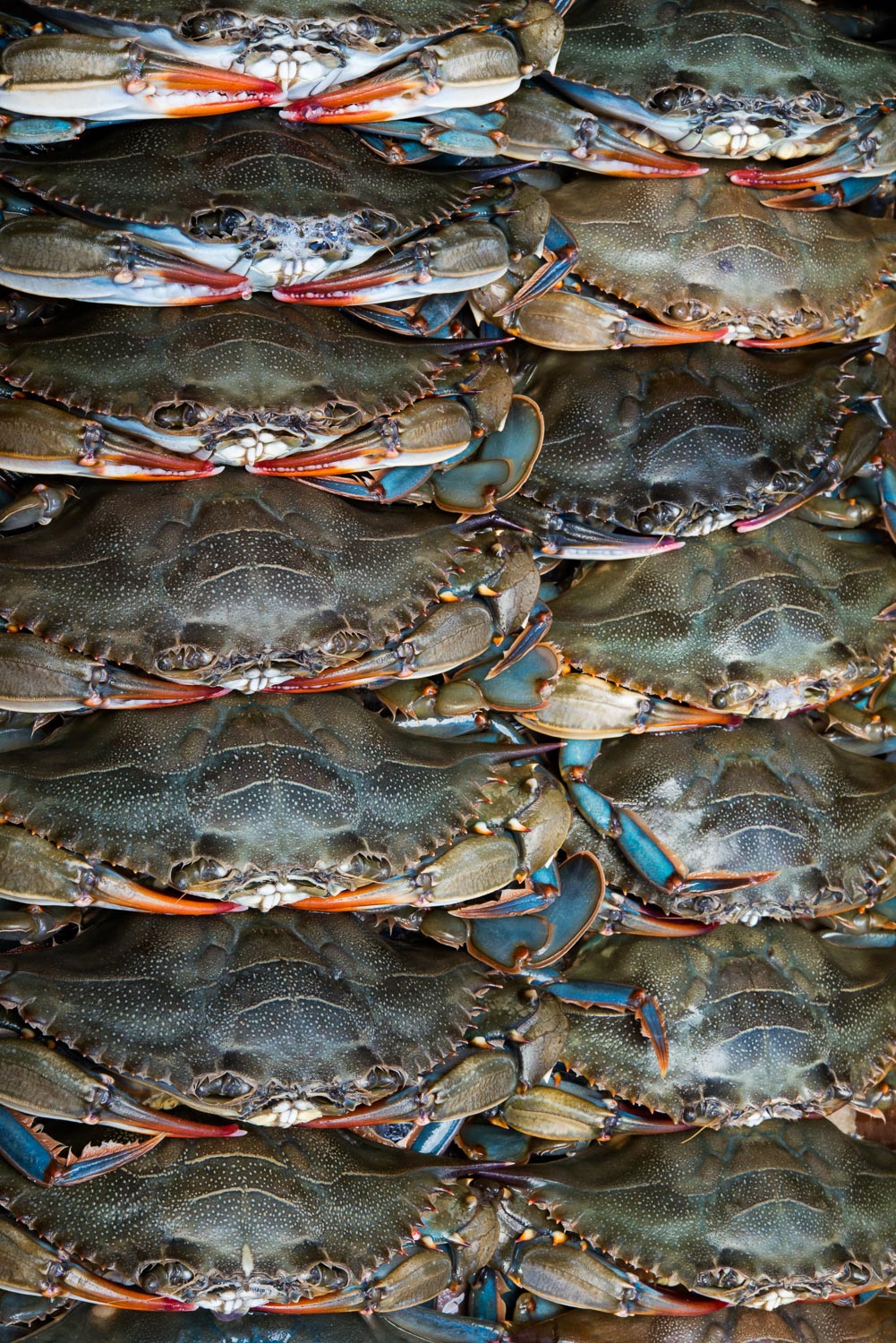 Crabs_129_w1.jpg