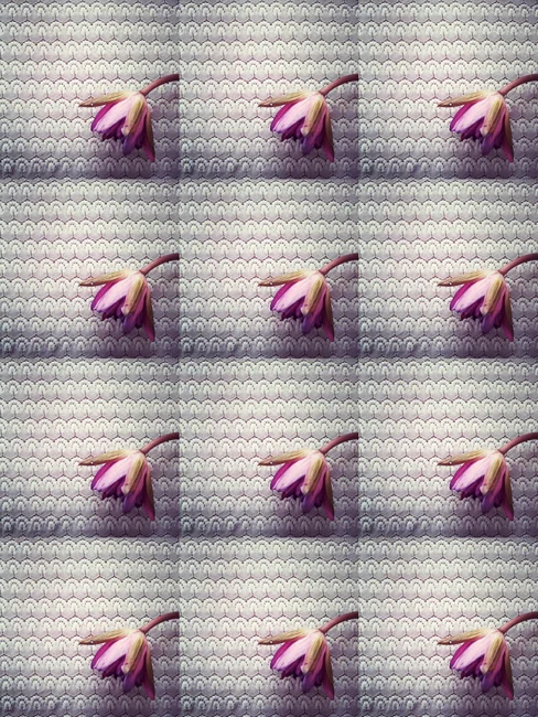 flower.jpg