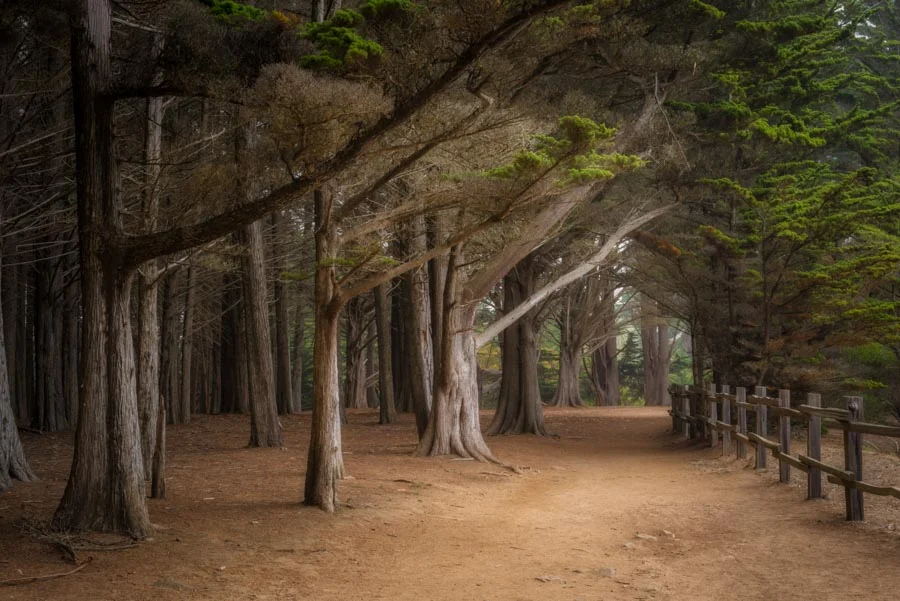 Gevork_mosesi_photography_landscape_trees_tree-9.jpg