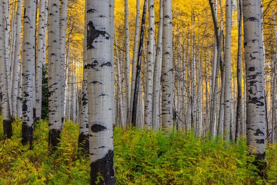 Gevork_mosesi_photography_landscape_trees_tree-3.jpg